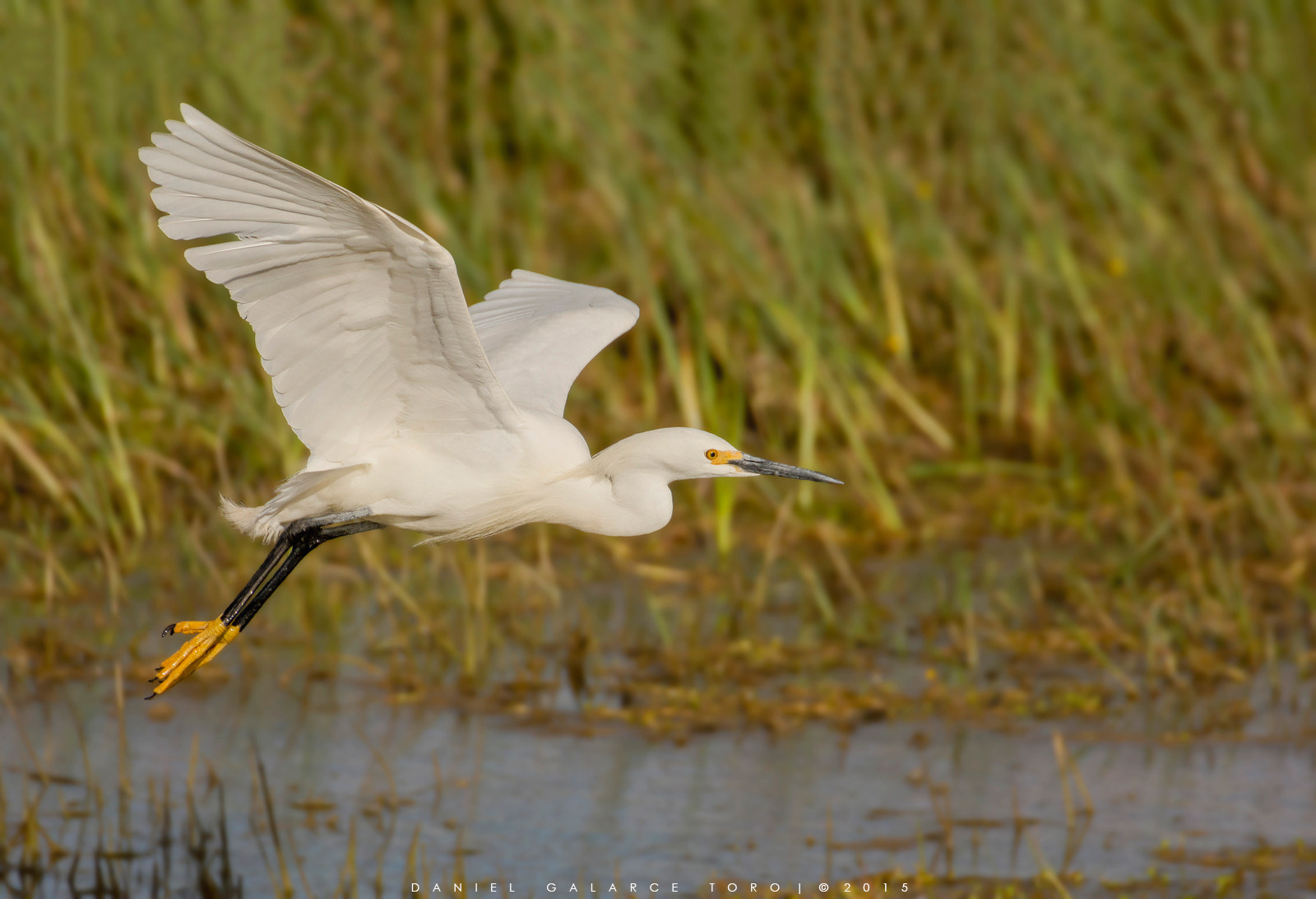 Nikon D7100 + Sigma 50-500mm F4.5-6.3 DG OS HSM sample photo. Garza chica - snowy egret photography