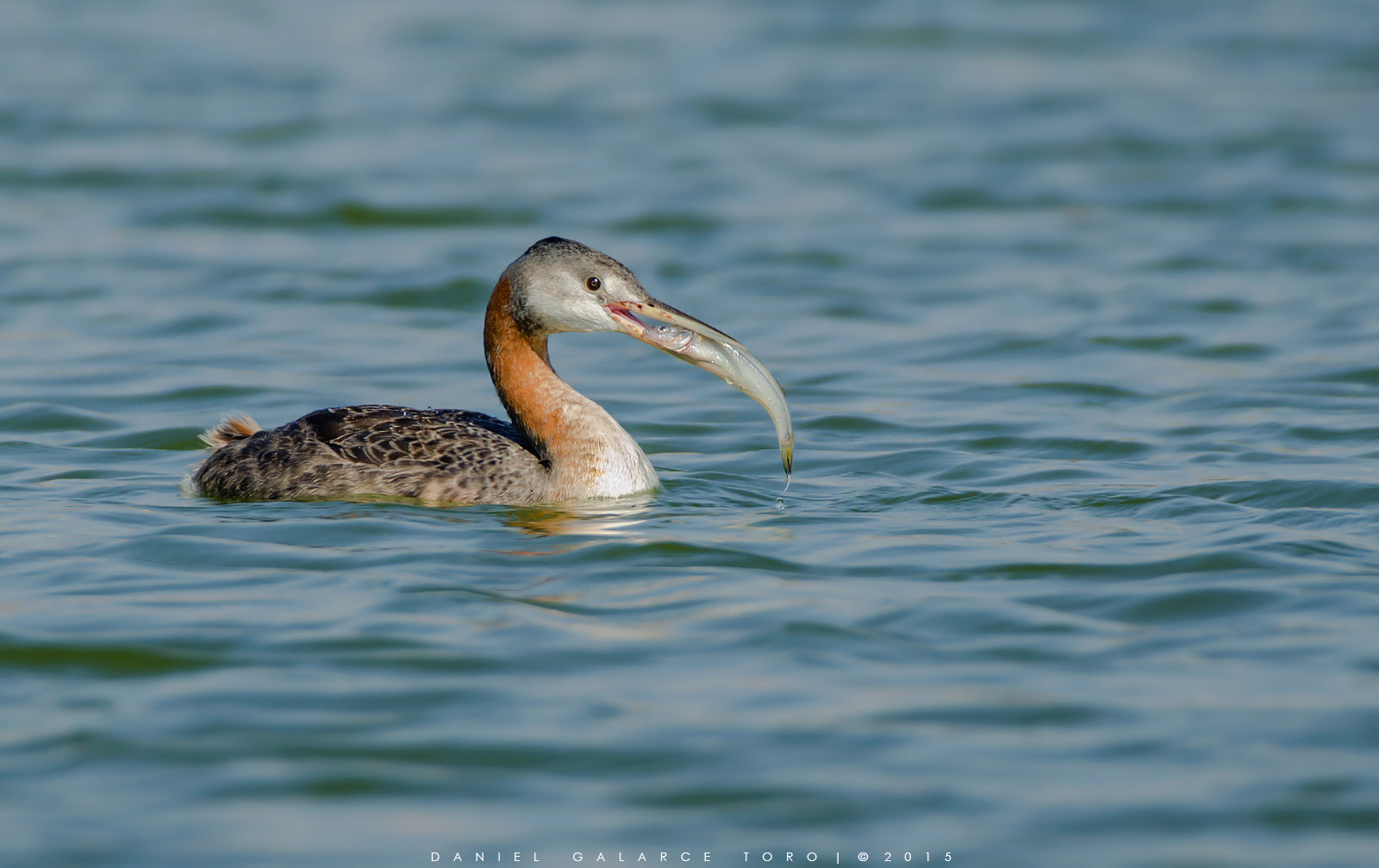 Sigma 50-500mm F4.5-6.3 DG OS HSM sample photo. Huala - great grebe photography