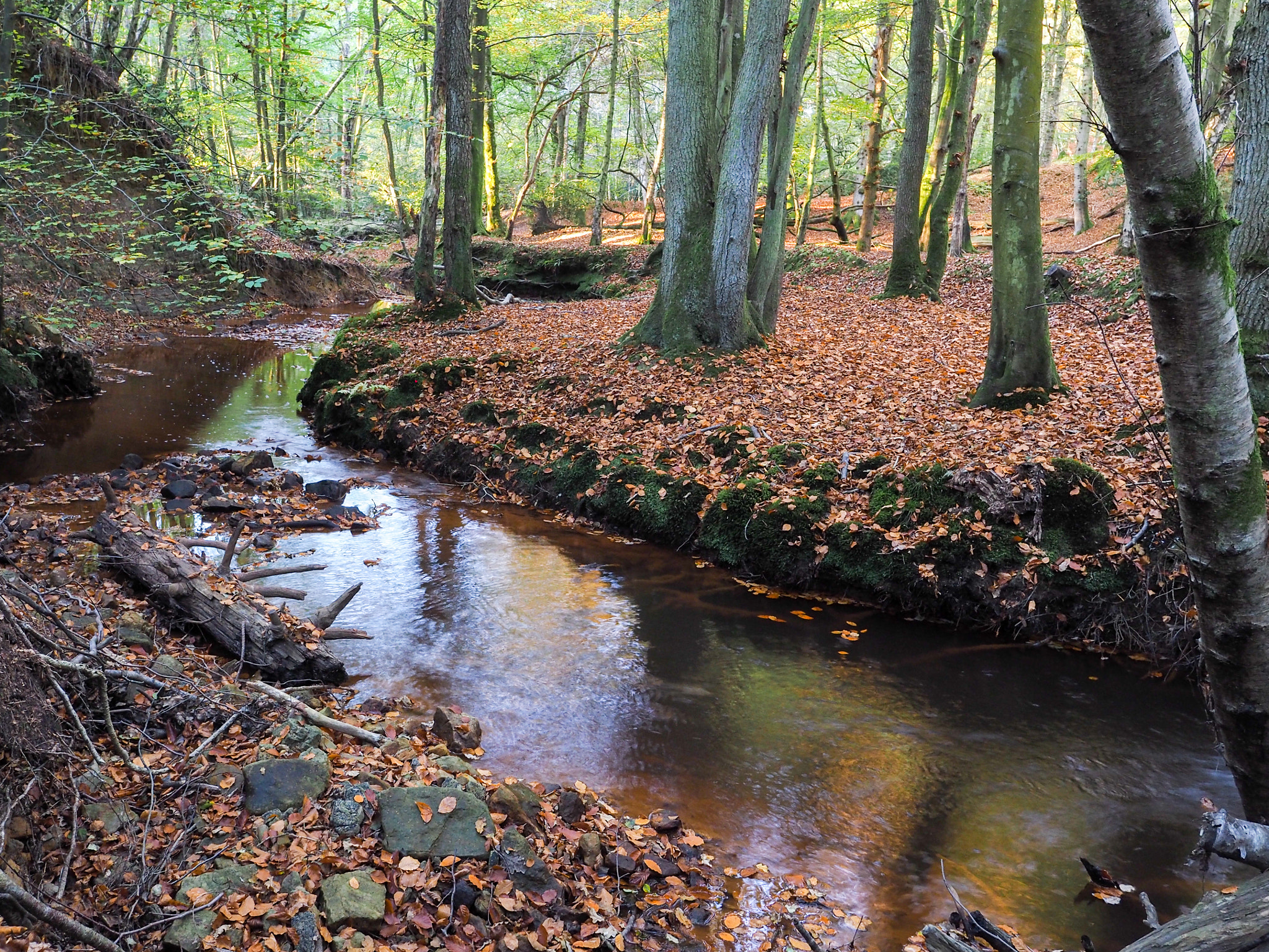 Olympus PEN-F + OLYMPUS M.12mm F2.0 sample photo. Scenic view of the ashdown forest in sussex photography