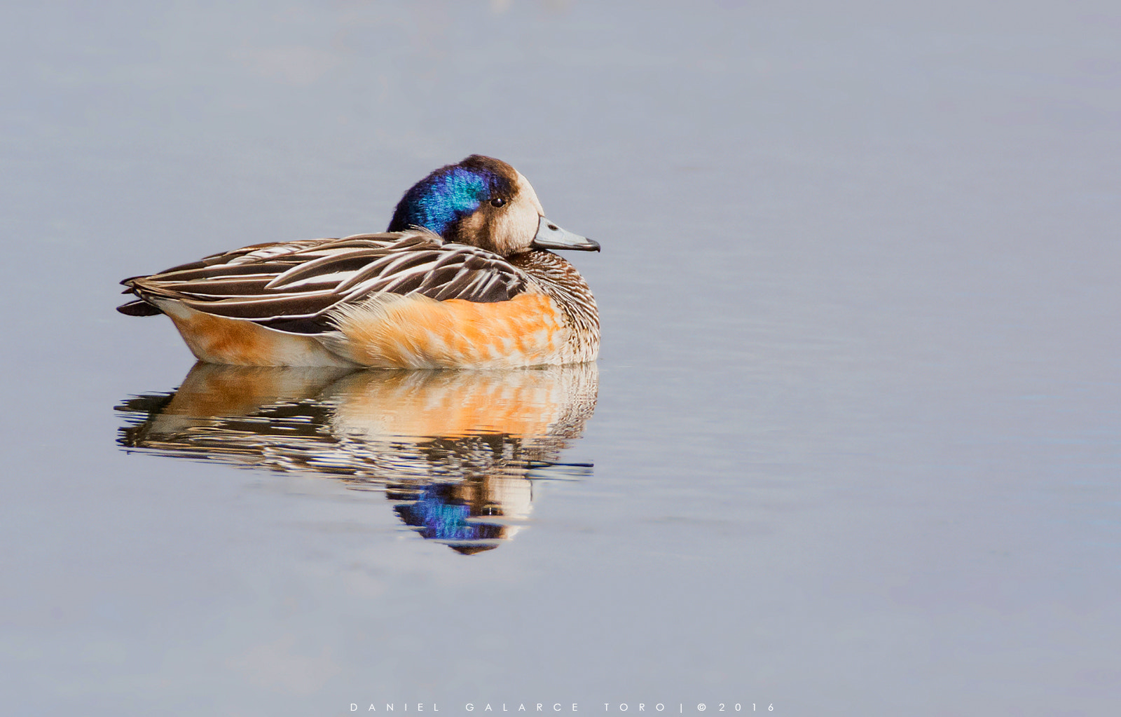 Nikon D7100 + Sigma 50-500mm F4.5-6.3 DG OS HSM sample photo. Pato real - chiloé wigeon photography