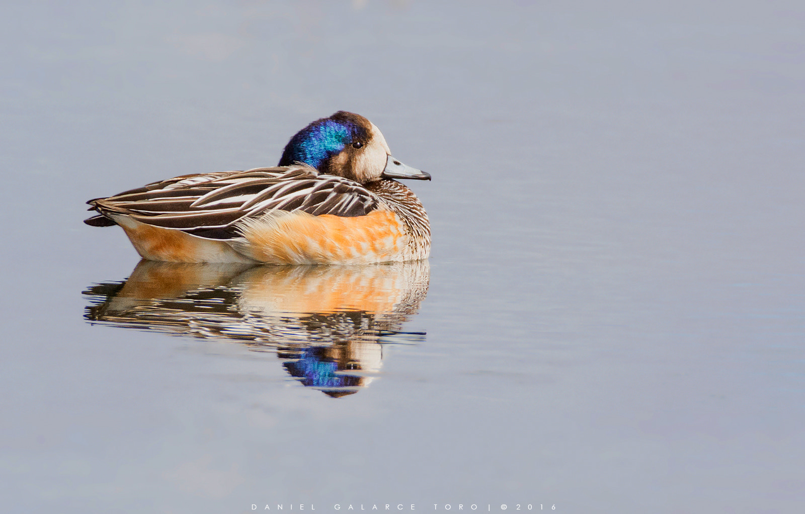 Nikon D7100 sample photo. Pato real - chiloé wigeon photography