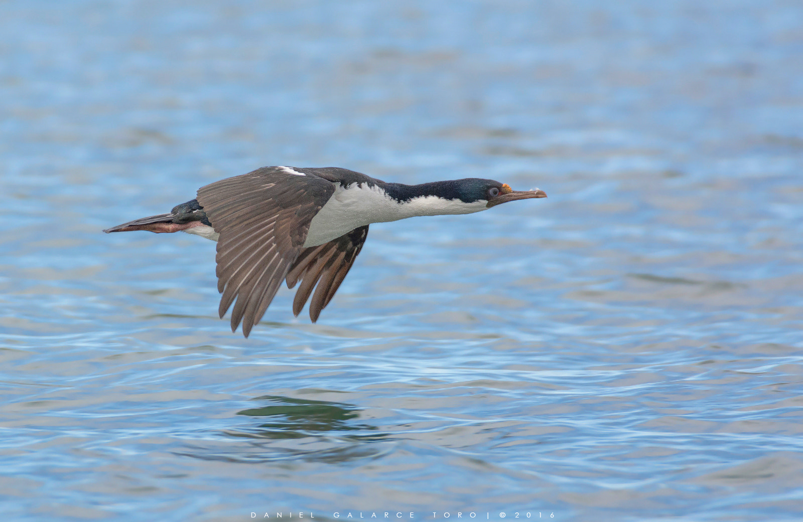 Nikon D7100 sample photo. Cormoran imperial - imperial shag photography