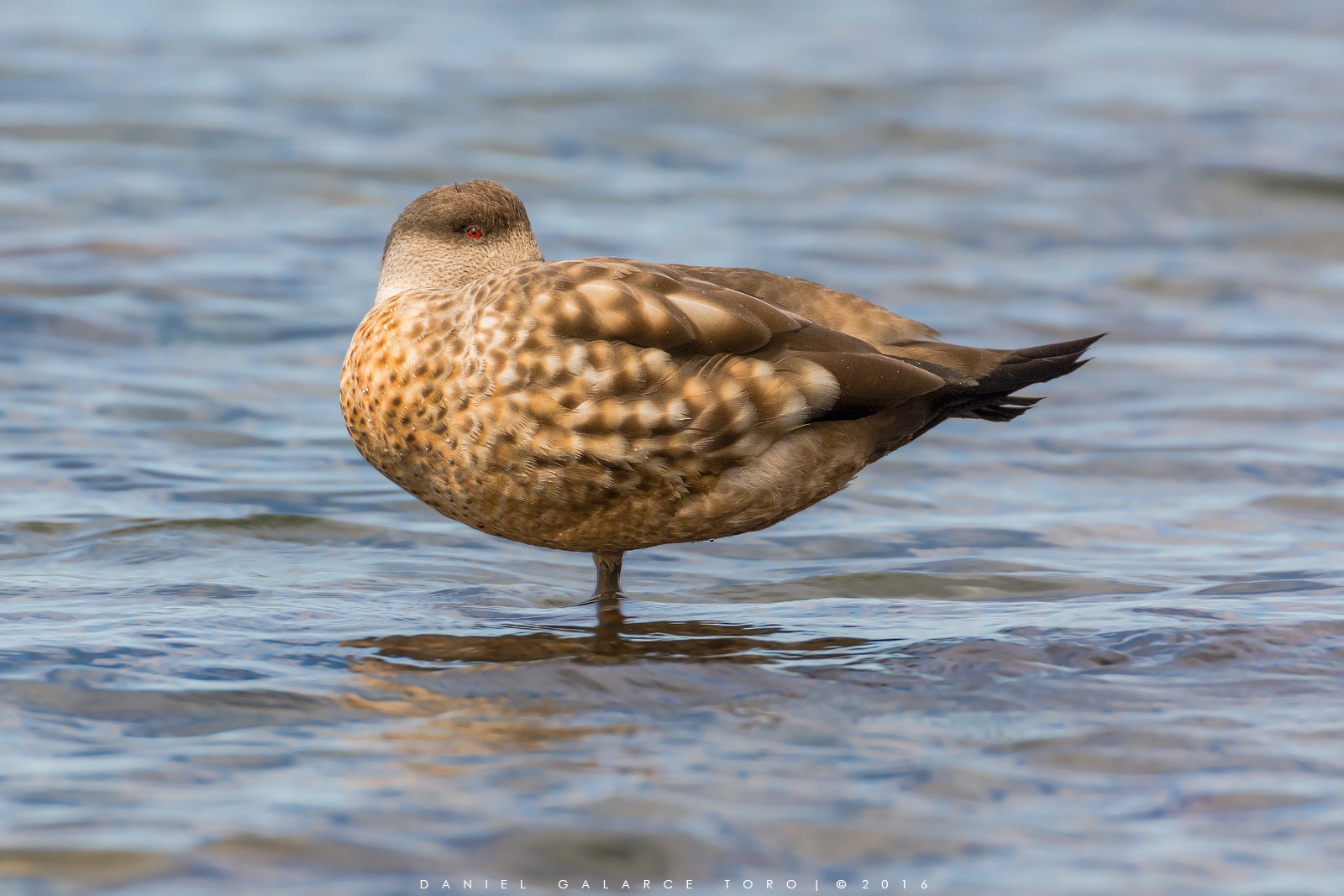 Sigma 50-500mm F4.5-6.3 DG OS HSM sample photo. Pato juarjual - crested duck photography