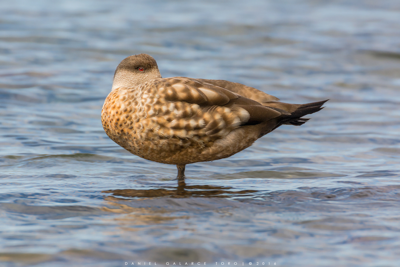 Nikon D7100 sample photo. Pato juarjual - crested duck photography