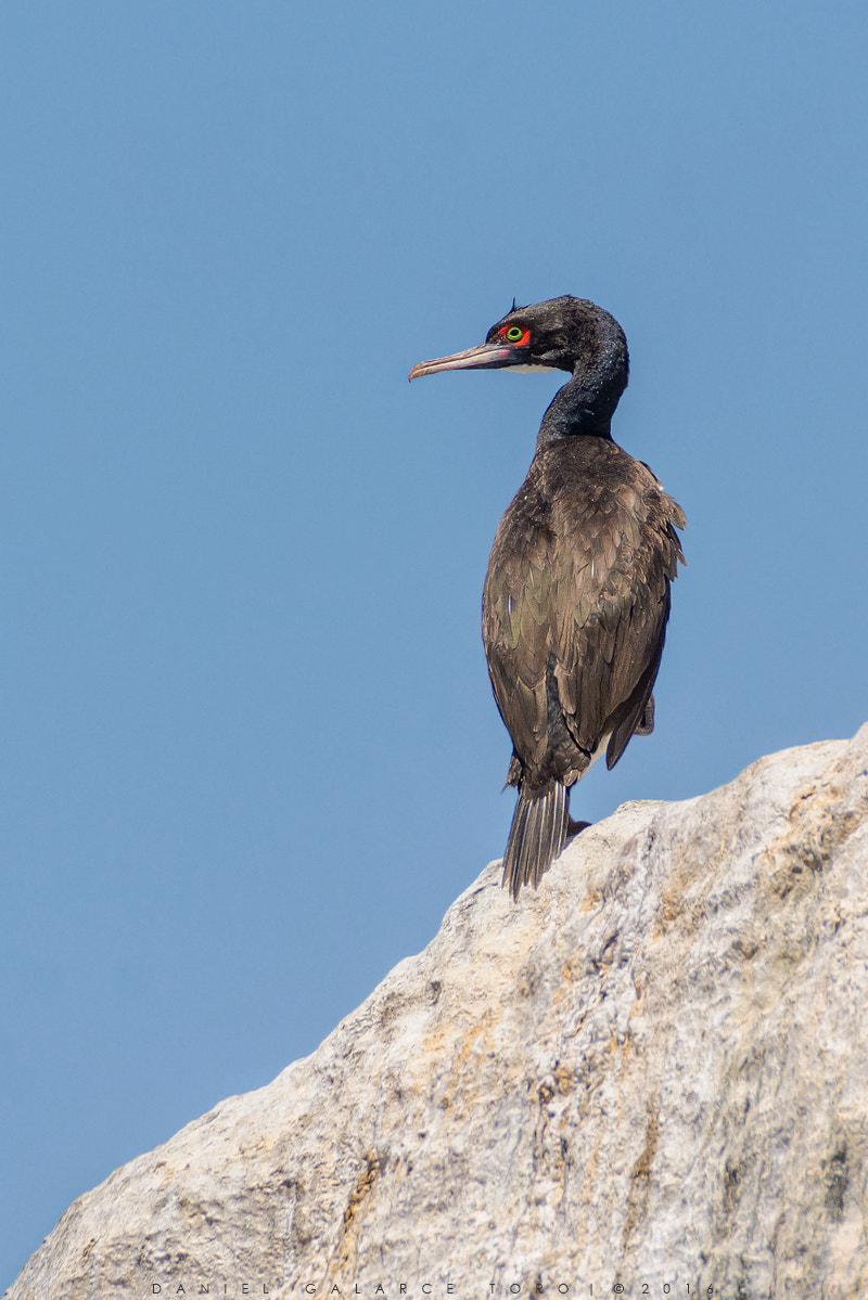 Nikon D7100 + Sigma 50-500mm F4.5-6.3 DG OS HSM sample photo. Cormoran guanay - guanay cormorant photography