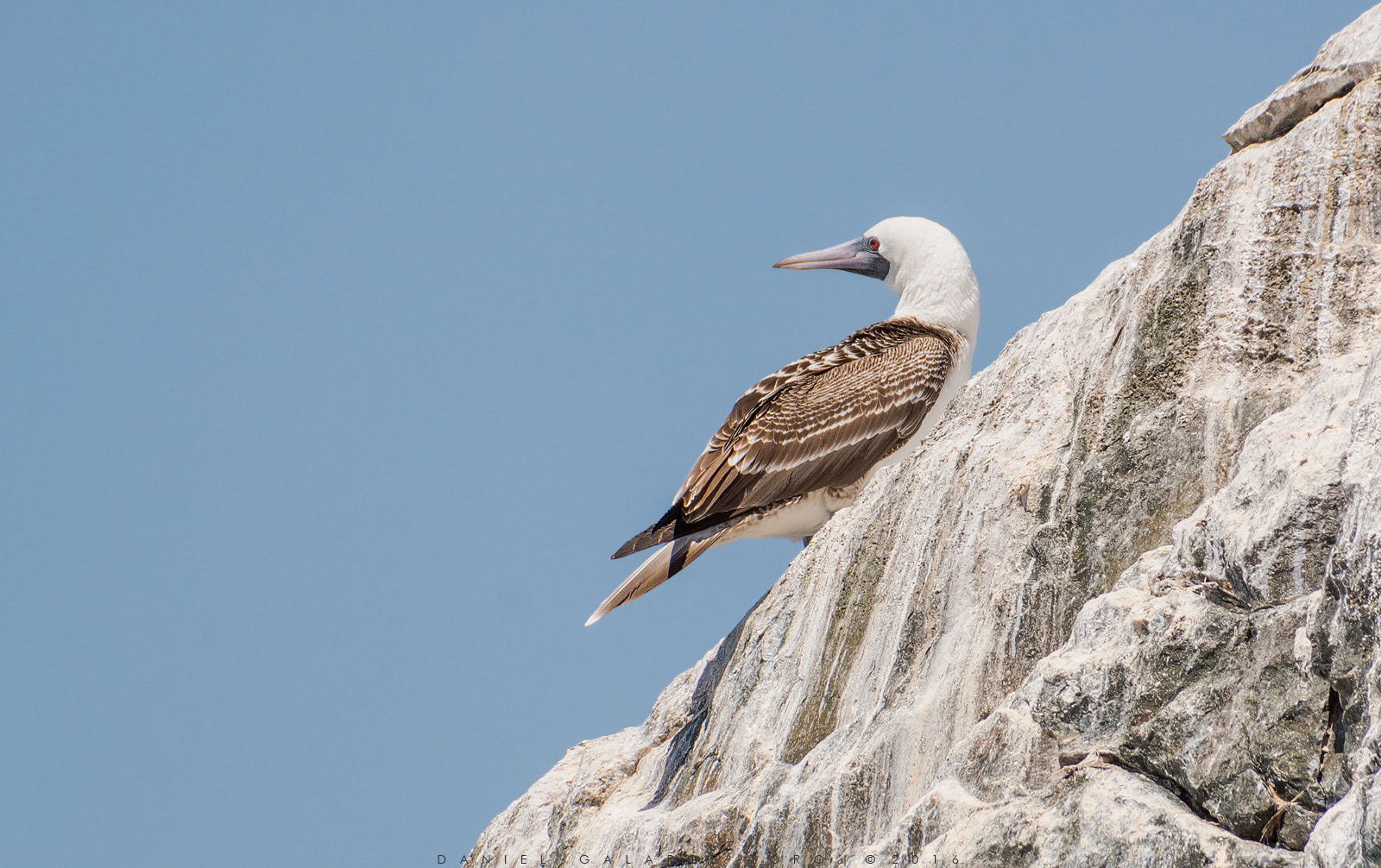 Sigma 50-500mm F4.5-6.3 DG OS HSM sample photo. Piquero - peruvian booby photography