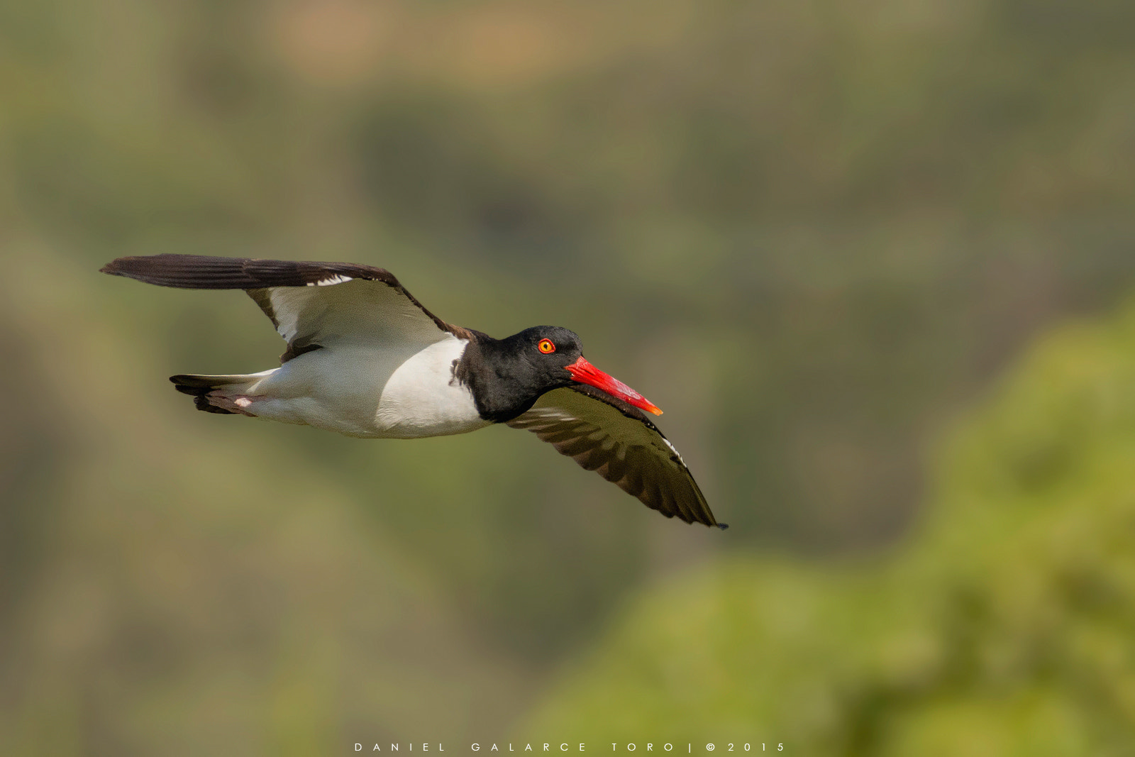 Nikon D7100 sample photo. Pilpilen - american oystercatcher photography