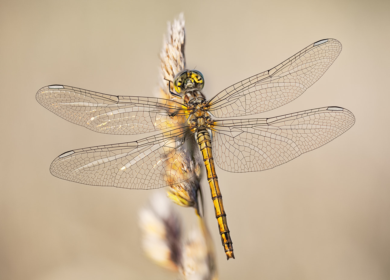 Canon EOS 5D Mark II sample photo. Portrait of dragonfly 2 photography