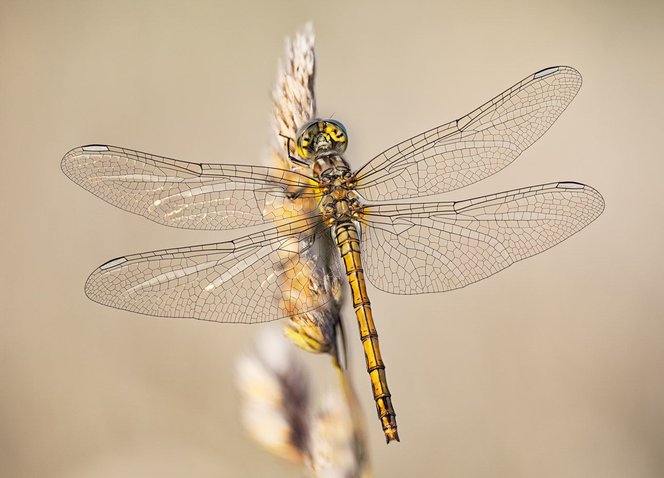 Canon EF 100mm F2.8L Macro IS USM sample photo. Portrait of dragonfly 2 photography