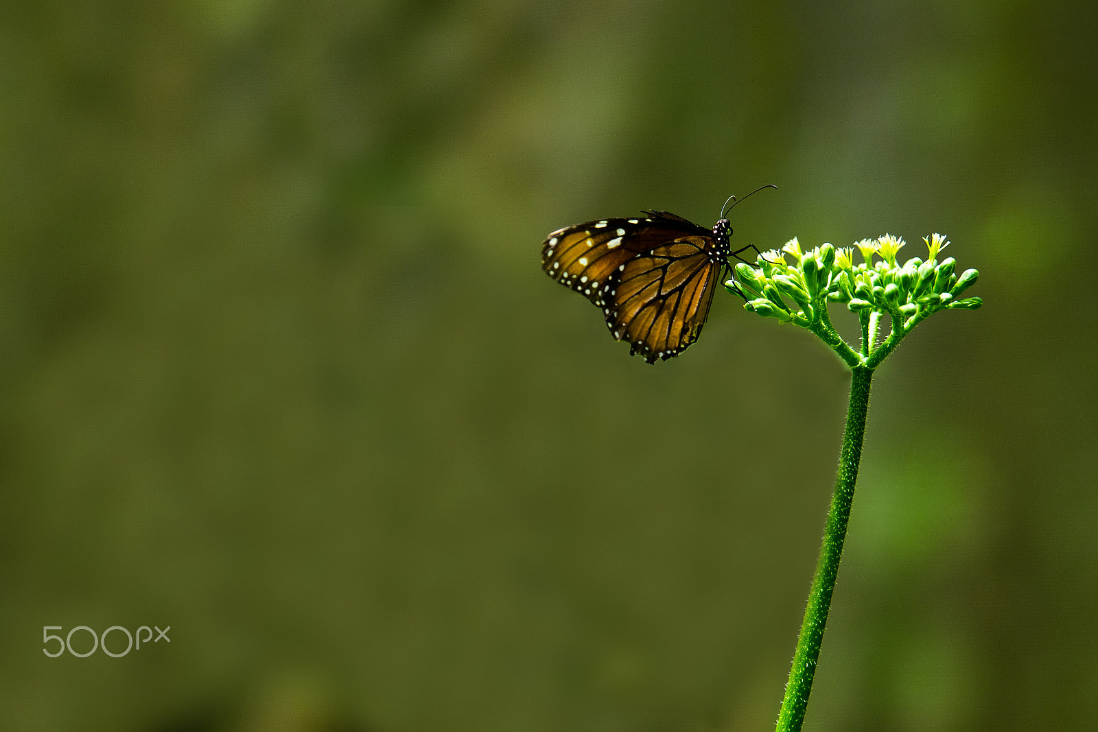 Nikon D5300 sample photo. Butterfly photography