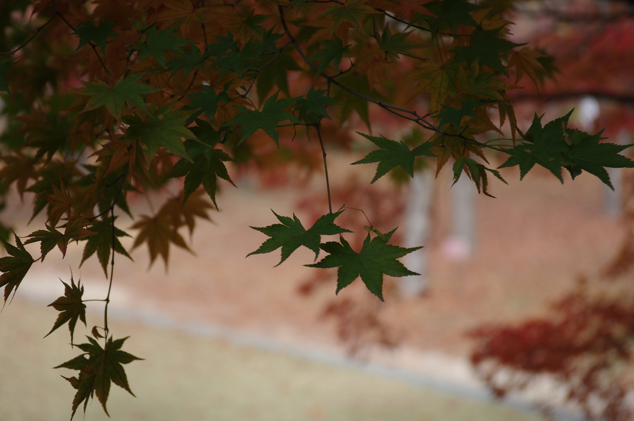 Pentax smc DA 17-70mm F4.0 AL (IF) SDM sample photo