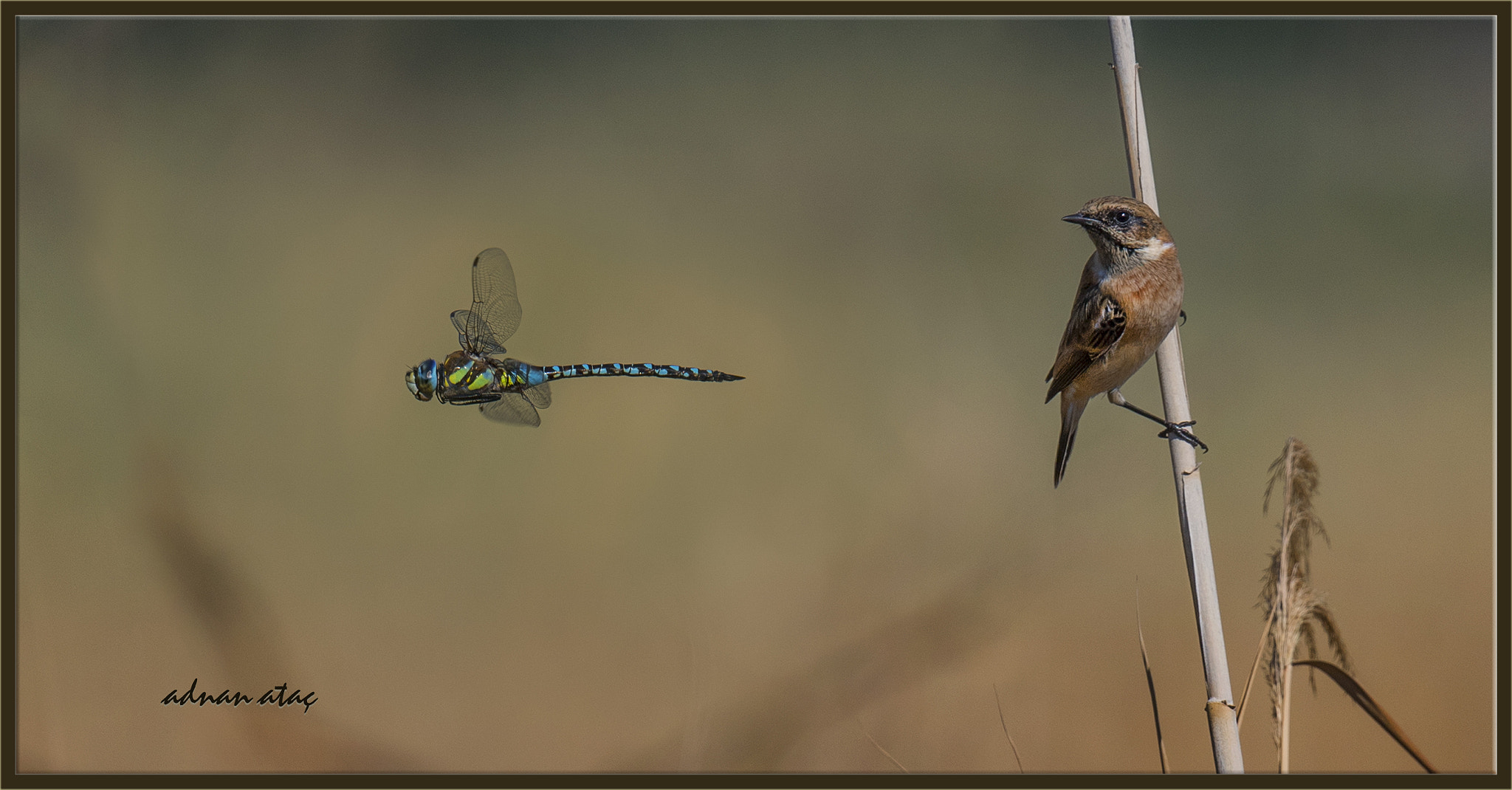 Sigma 150-600mm F5-6.3 DG OS HSM | S sample photo. Taşkuşu (european stonechat - saxicola rubicola) ve yusufcuk (anisoptera - dragonfly) photography