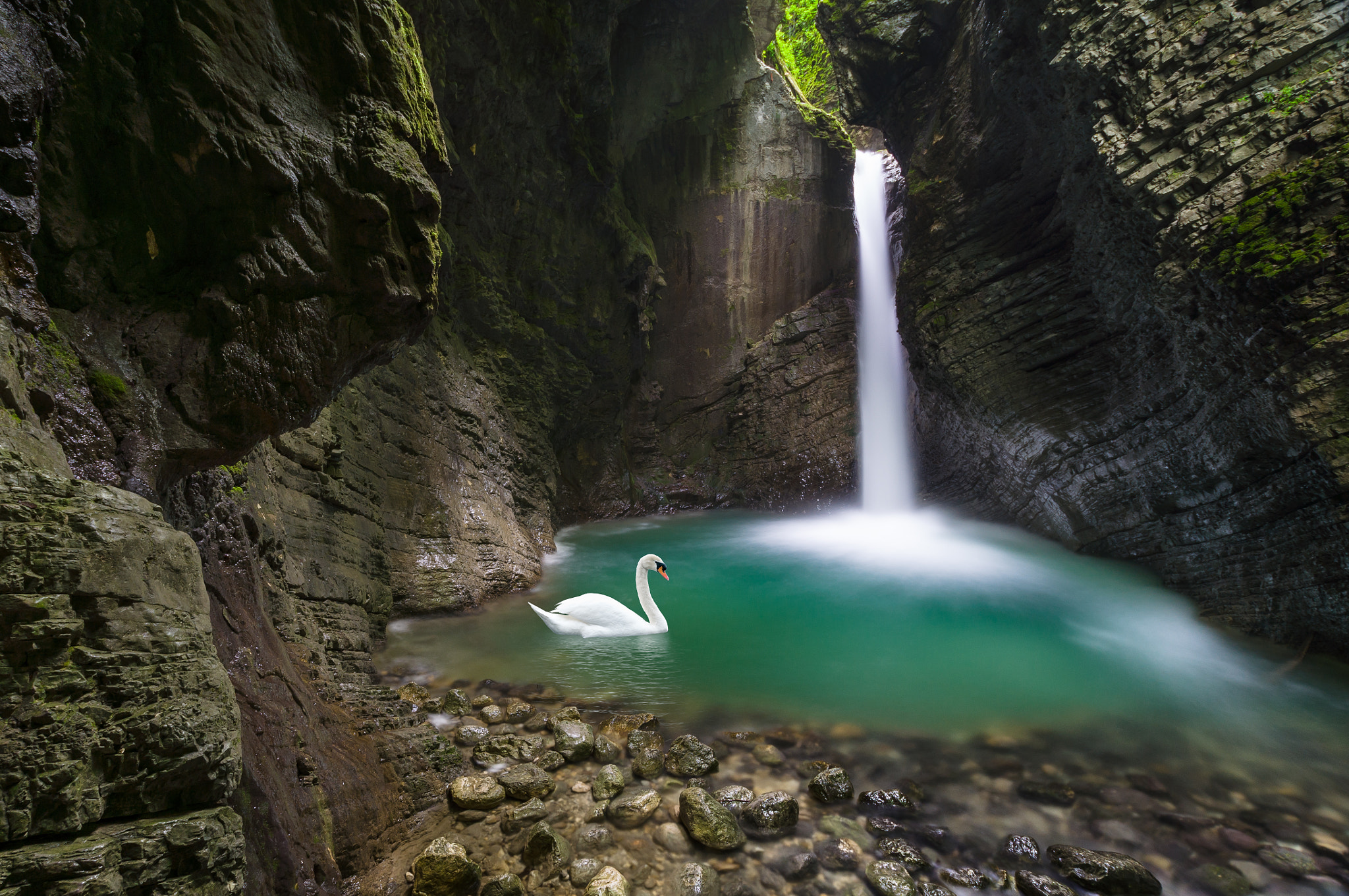 Sony DT 11-18mm F4.5-5.6 sample photo. Swan lake photography