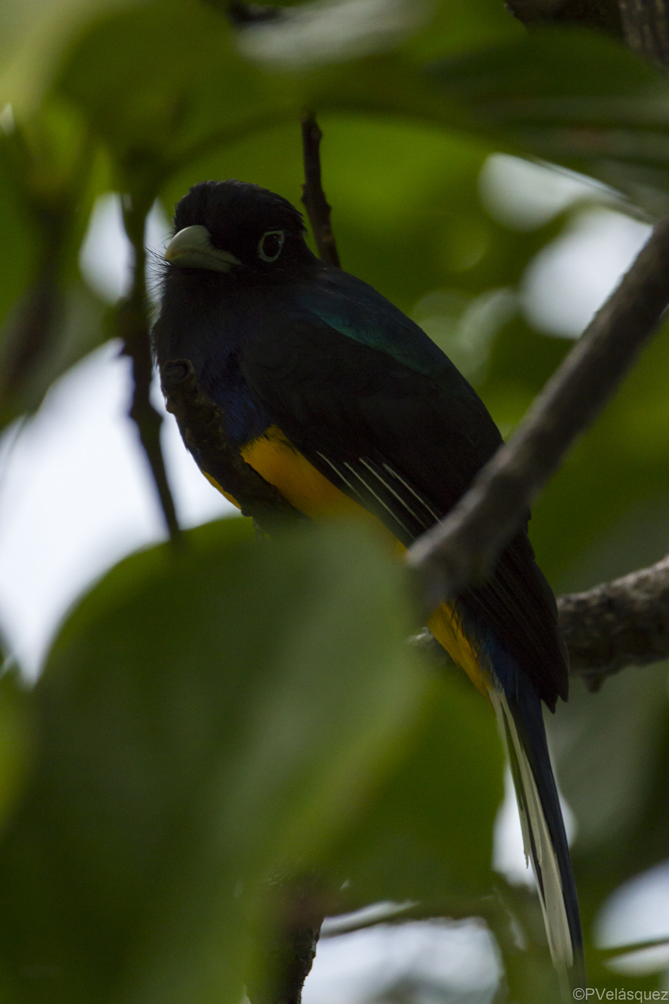 150-600mm F5-6.3 DG OS HSM | Contemporary 015 sample photo. Trogon chionorus photography