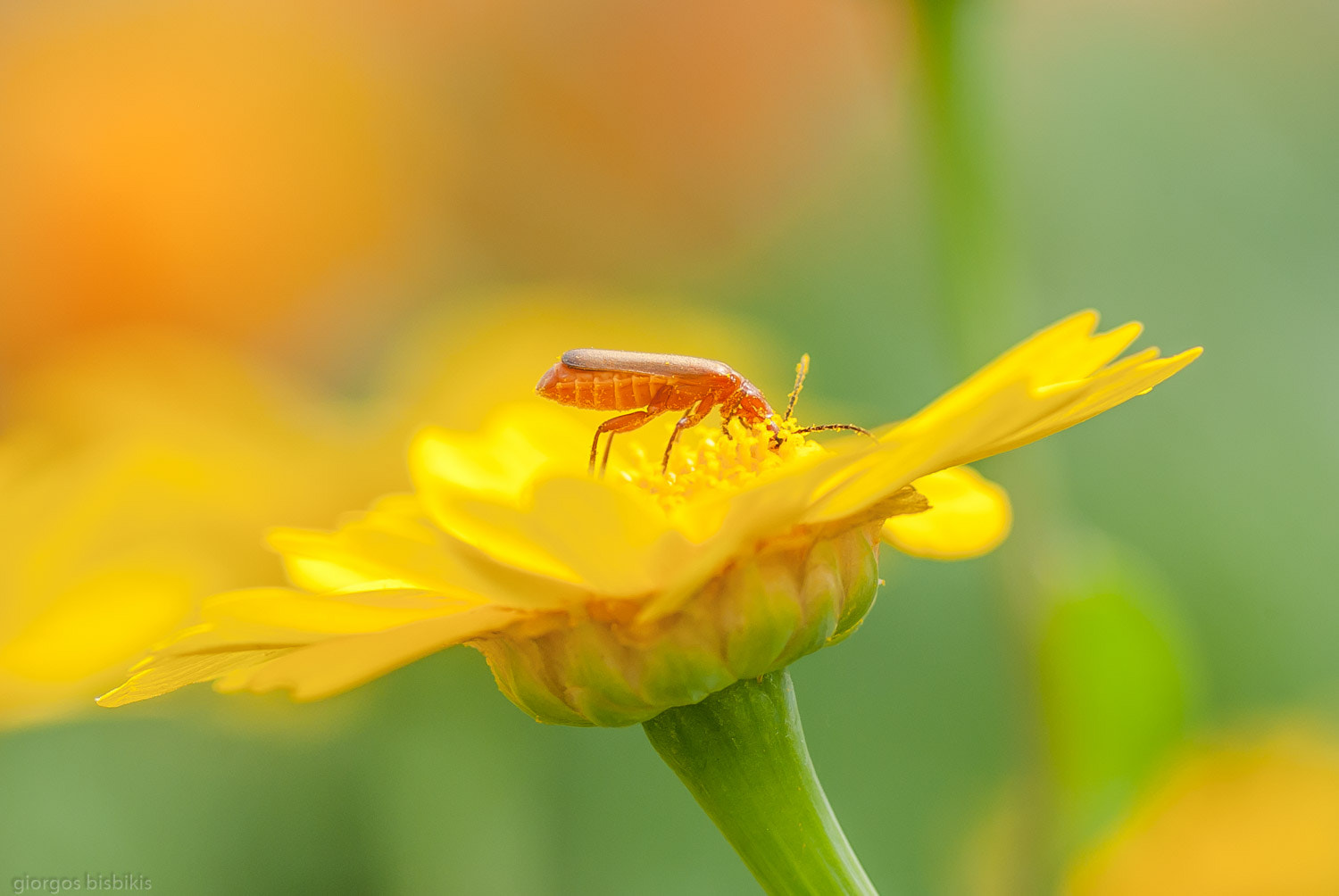 Pentax K10D + Tamron SP AF 90mm F2.8 Di Macro sample photo. Nectar photography