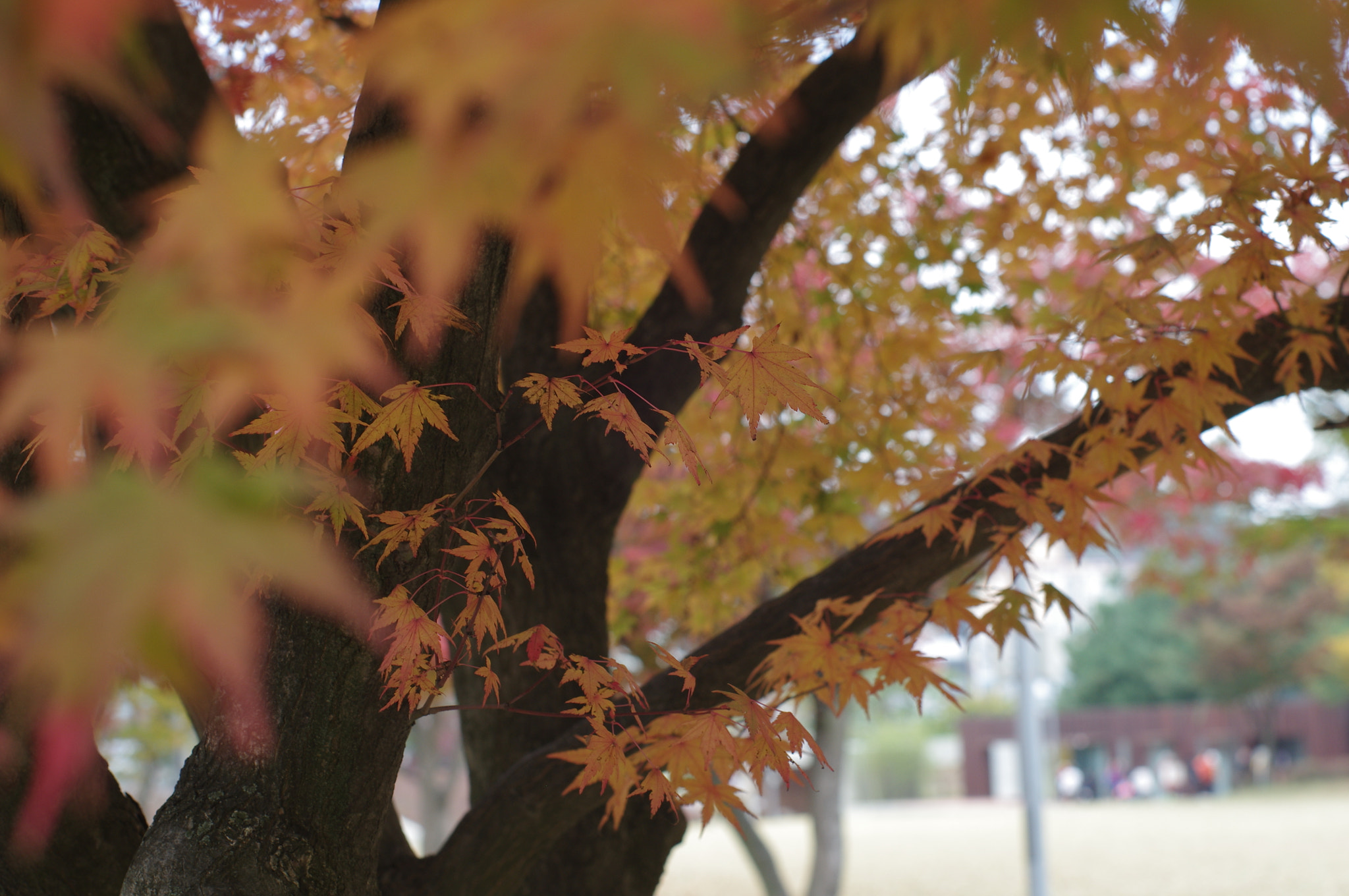 A Series Lens sample photo