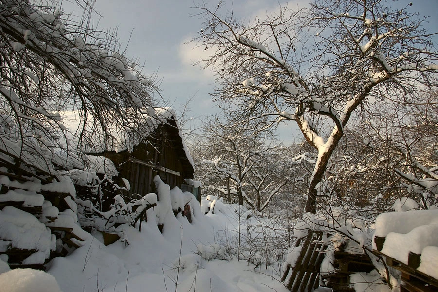 Pentax K110D sample photo. Apple orchard in winter. photography