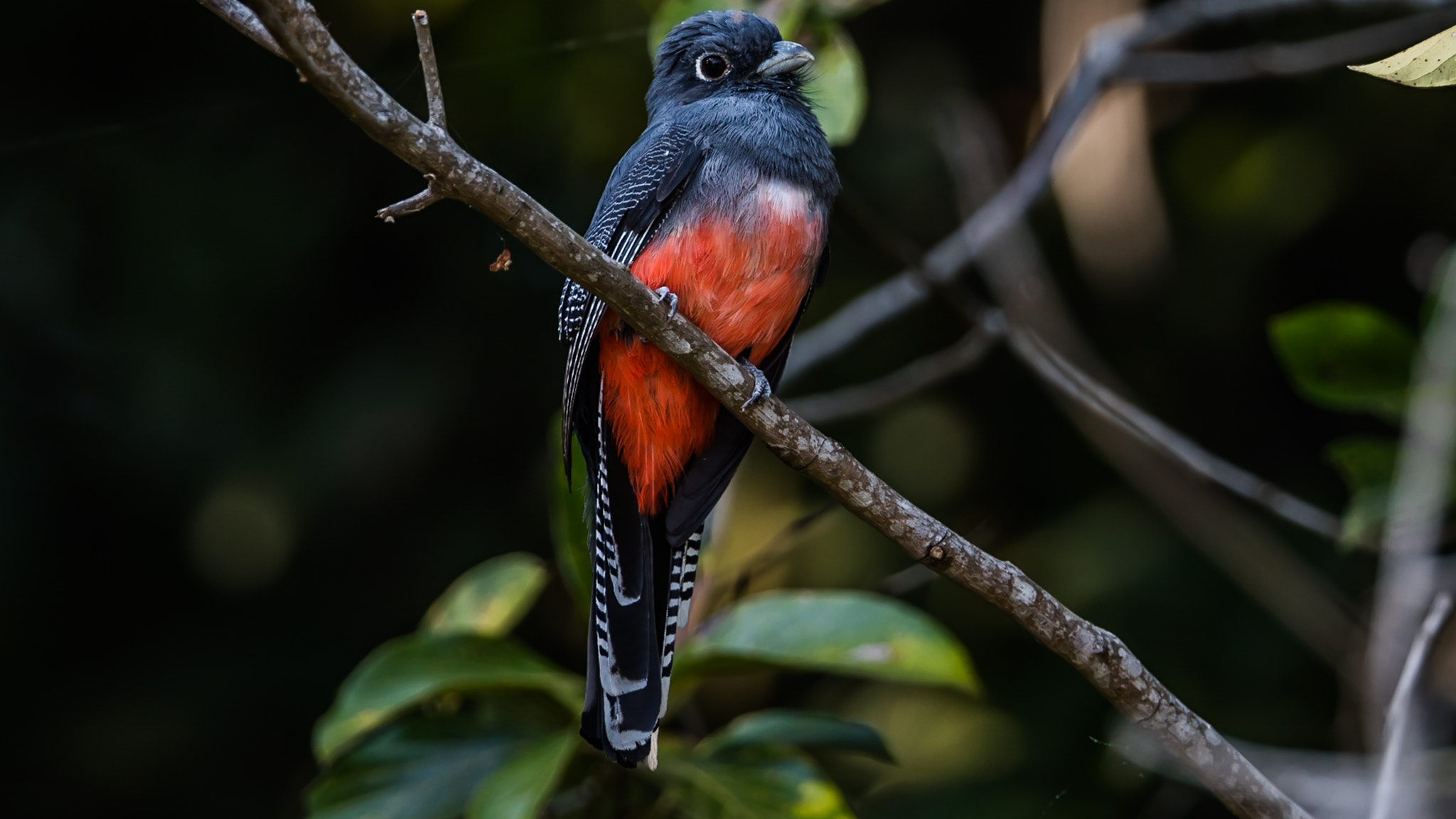 Canon EF 300mm F2.8L IS II USM sample photo. Surucua tragon photography