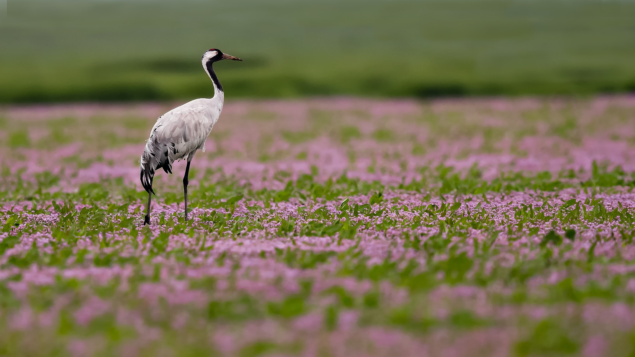 Canon EF 600mm F4L IS II USM sample photo