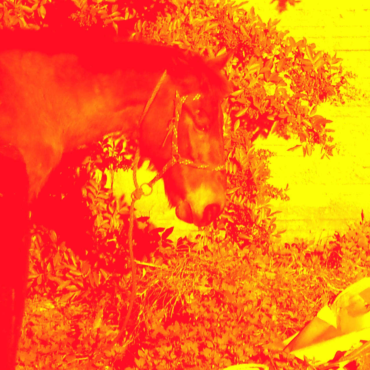 Kodak EasyShare Z915 sample photo. Horse photography