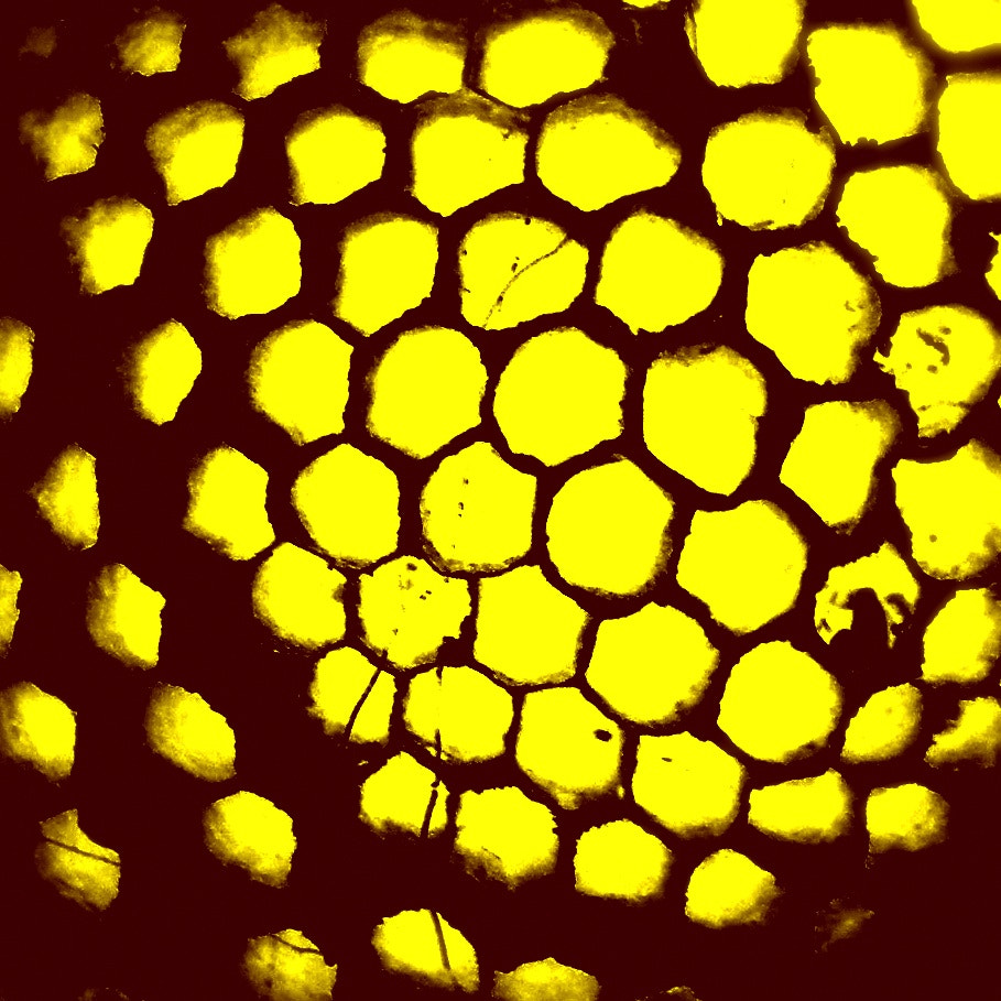 Kodak EasyShare Z915 sample photo. Bee photography