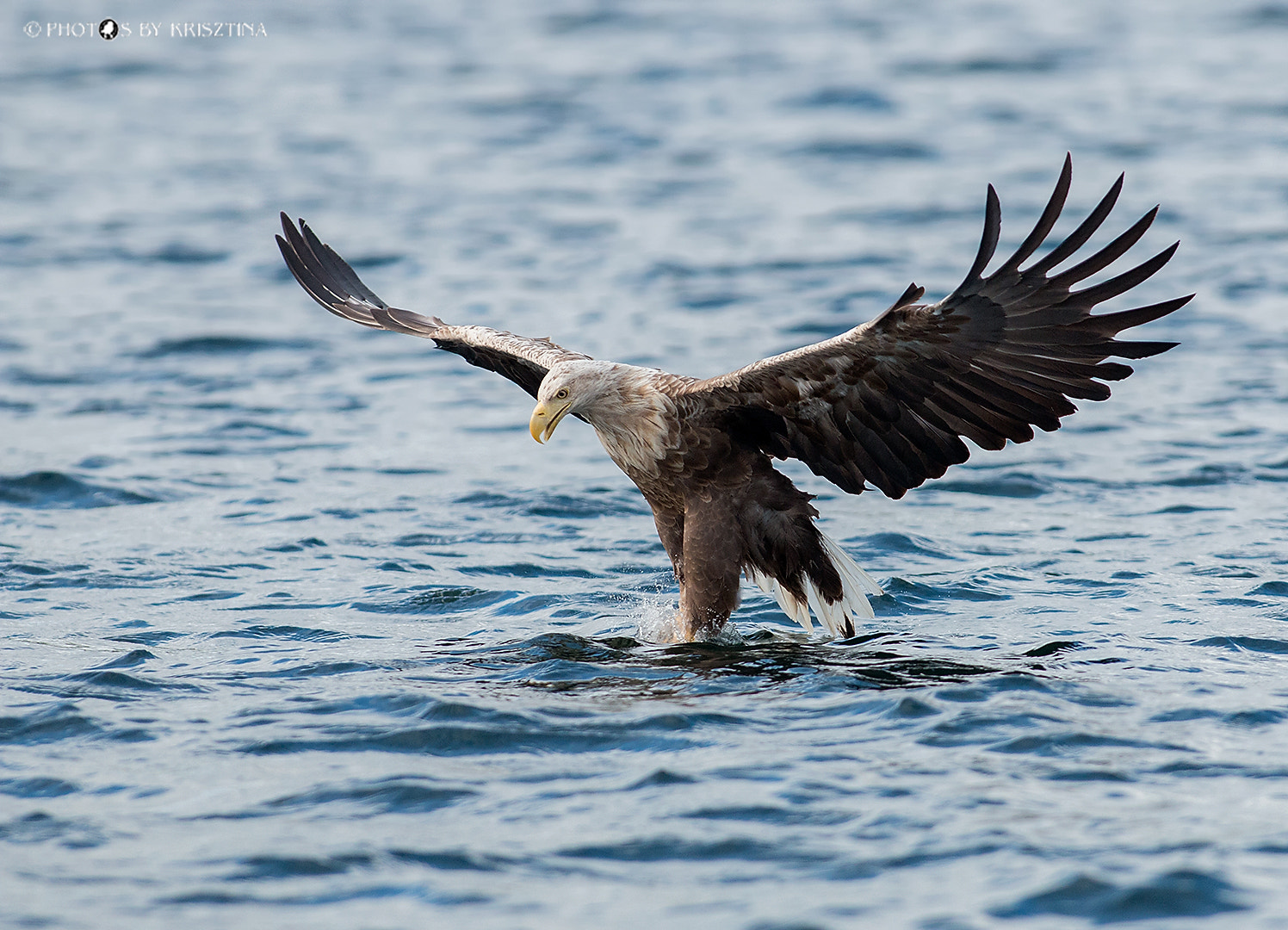 Canon EOS 70D + Canon EF 300mm f/2.8L sample photo. Water ballet :-) photography