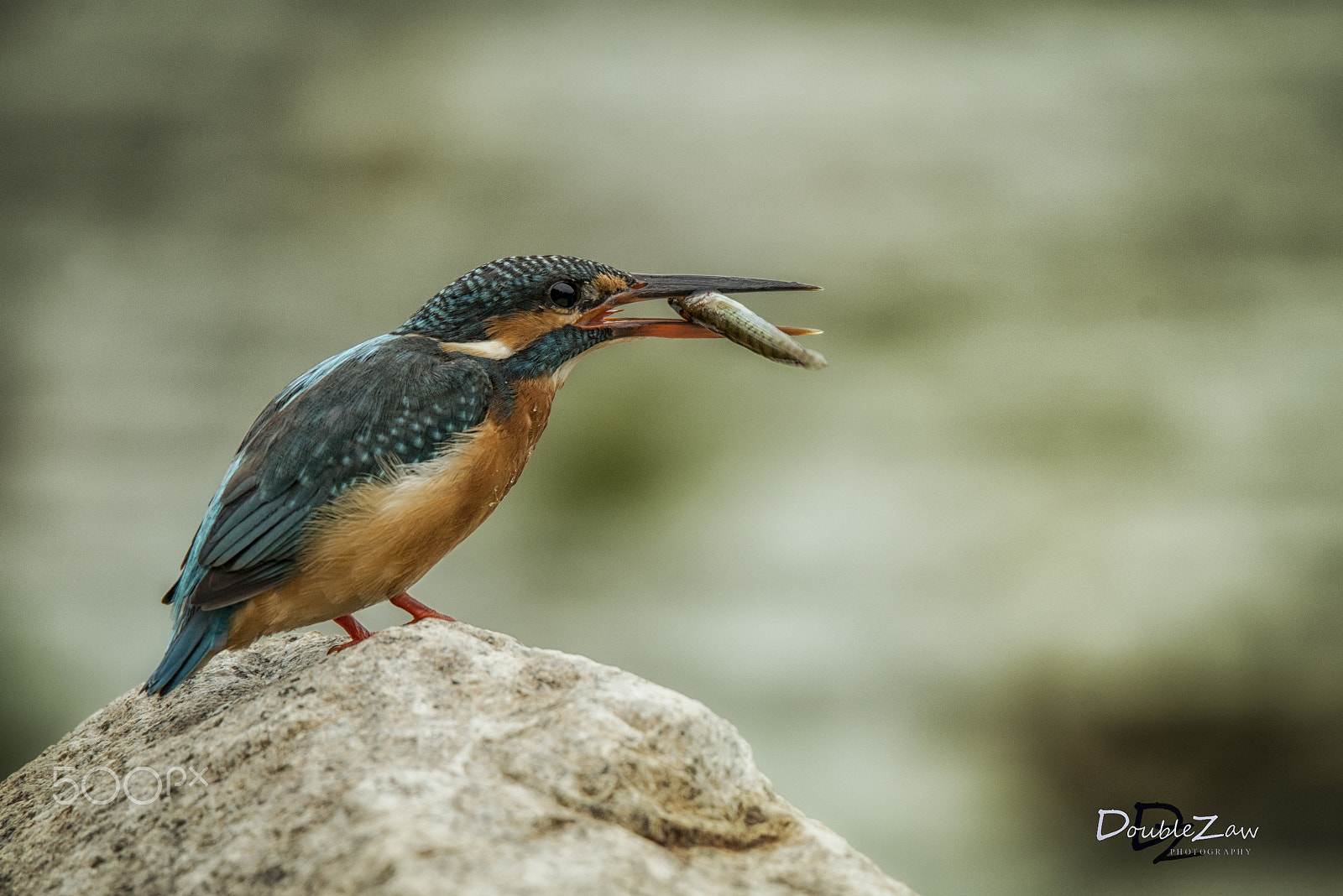 Nikon D800 sample photo. Common kf photography