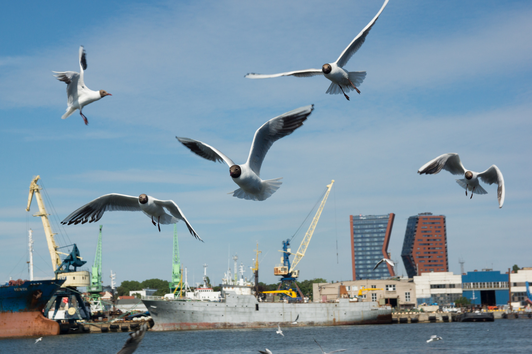 Sony SLT-A77 sample photo. Seagulls photography