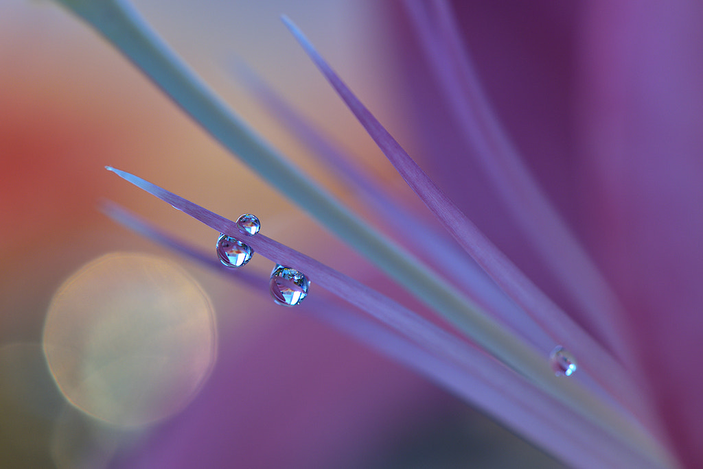 ~o~O~o~ by Juliana Nan on 500px.com