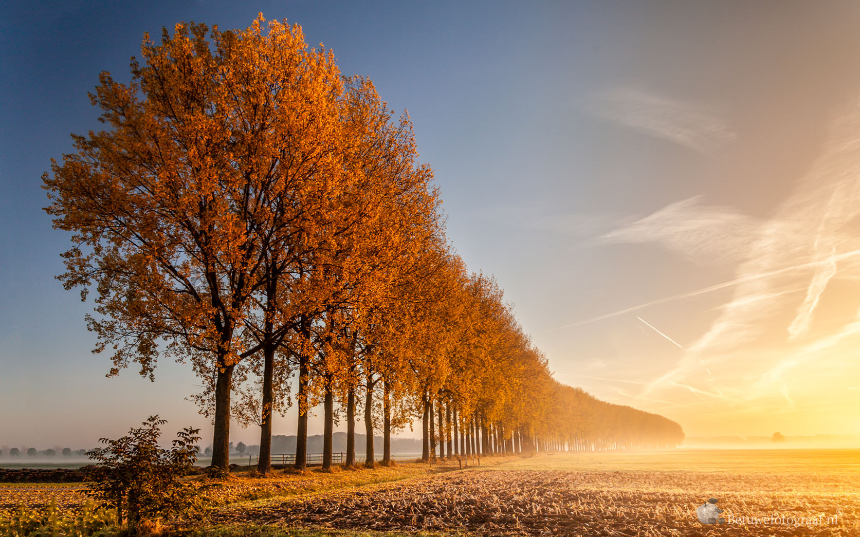 Canon EOS 5D Mark II + Sigma 24-105mm f/4 DG OS HSM | A sample photo. Autumn trees in a row...... photography