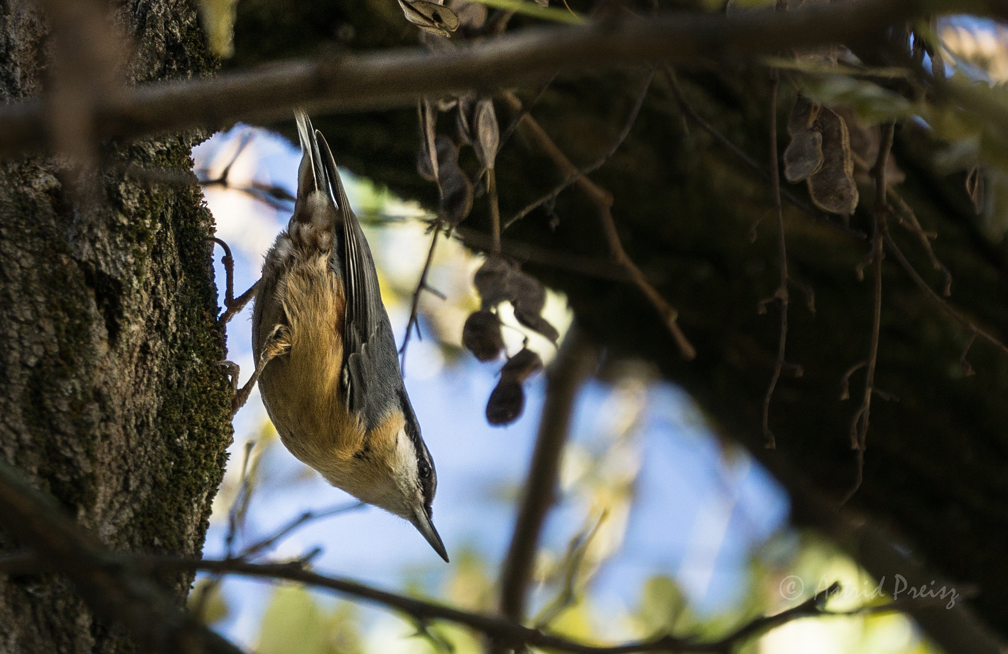 Sony FE 70-300mm F4.5-5.6 G OSS sample photo. Nuthatch photography