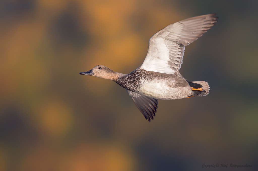 Canon EF 600mm F4L IS II USM sample photo. Gadwall in autumn colors photography