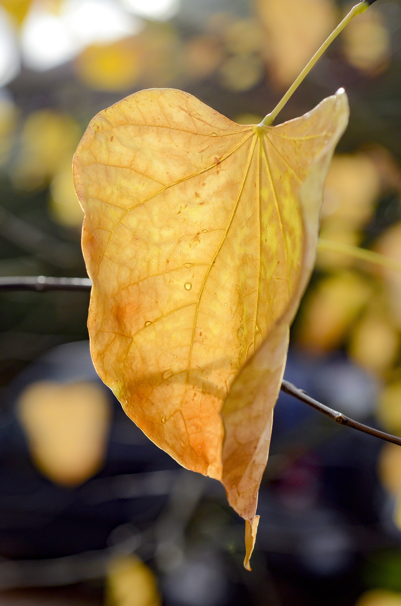 Nikon D7000 + Nikon AF Micro-Nikkor 60mm F2.8D sample photo. Autumn leaf #8 photography