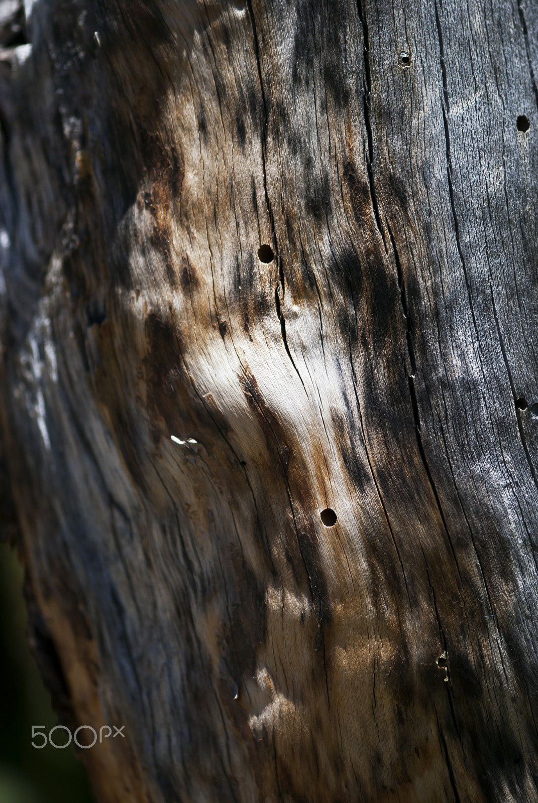Nikon D60 sample photo. Wood grain photography