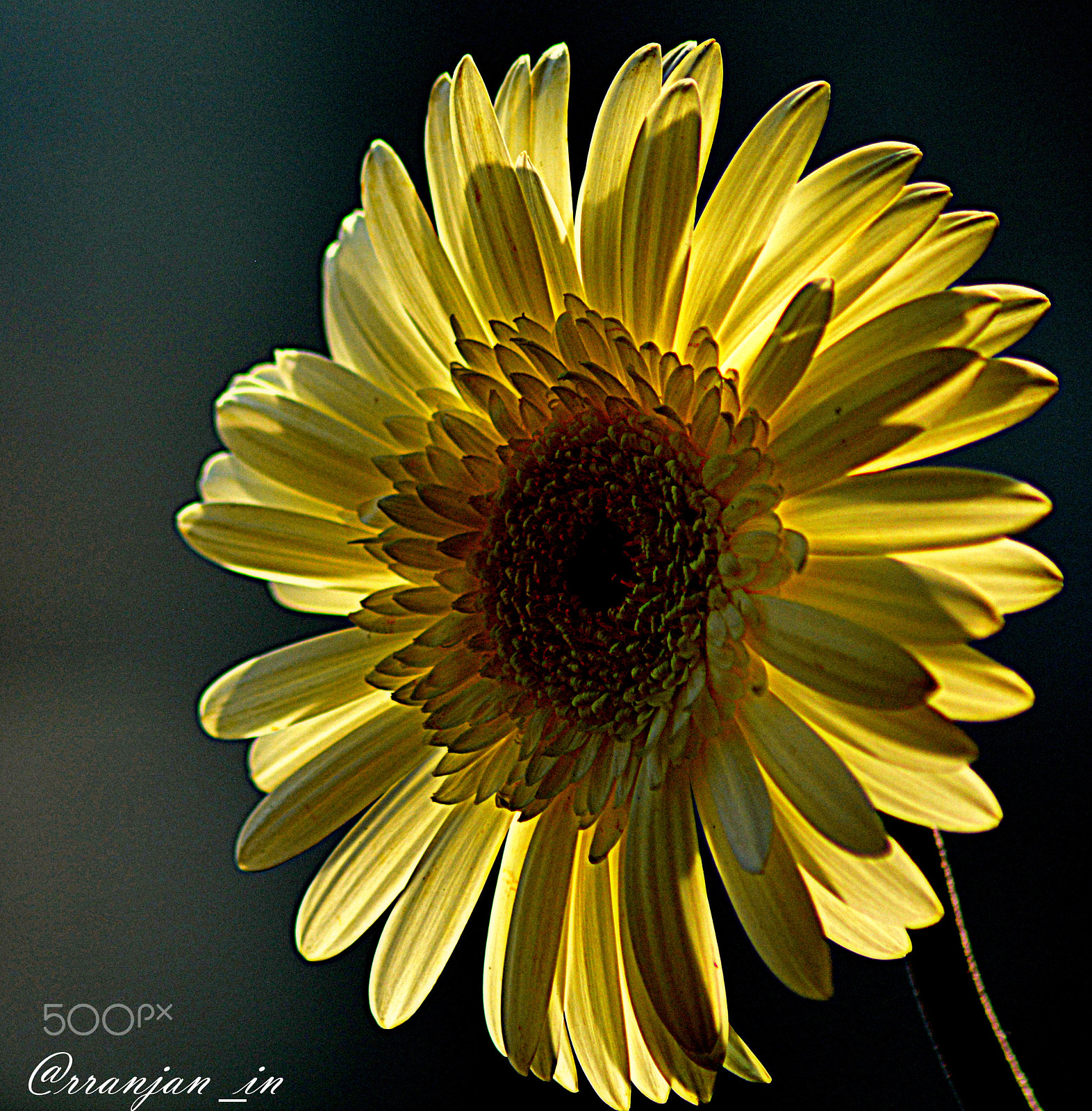 Nikon AF Nikkor 70-300mm F4-5.6G sample photo. Illuminated photography
