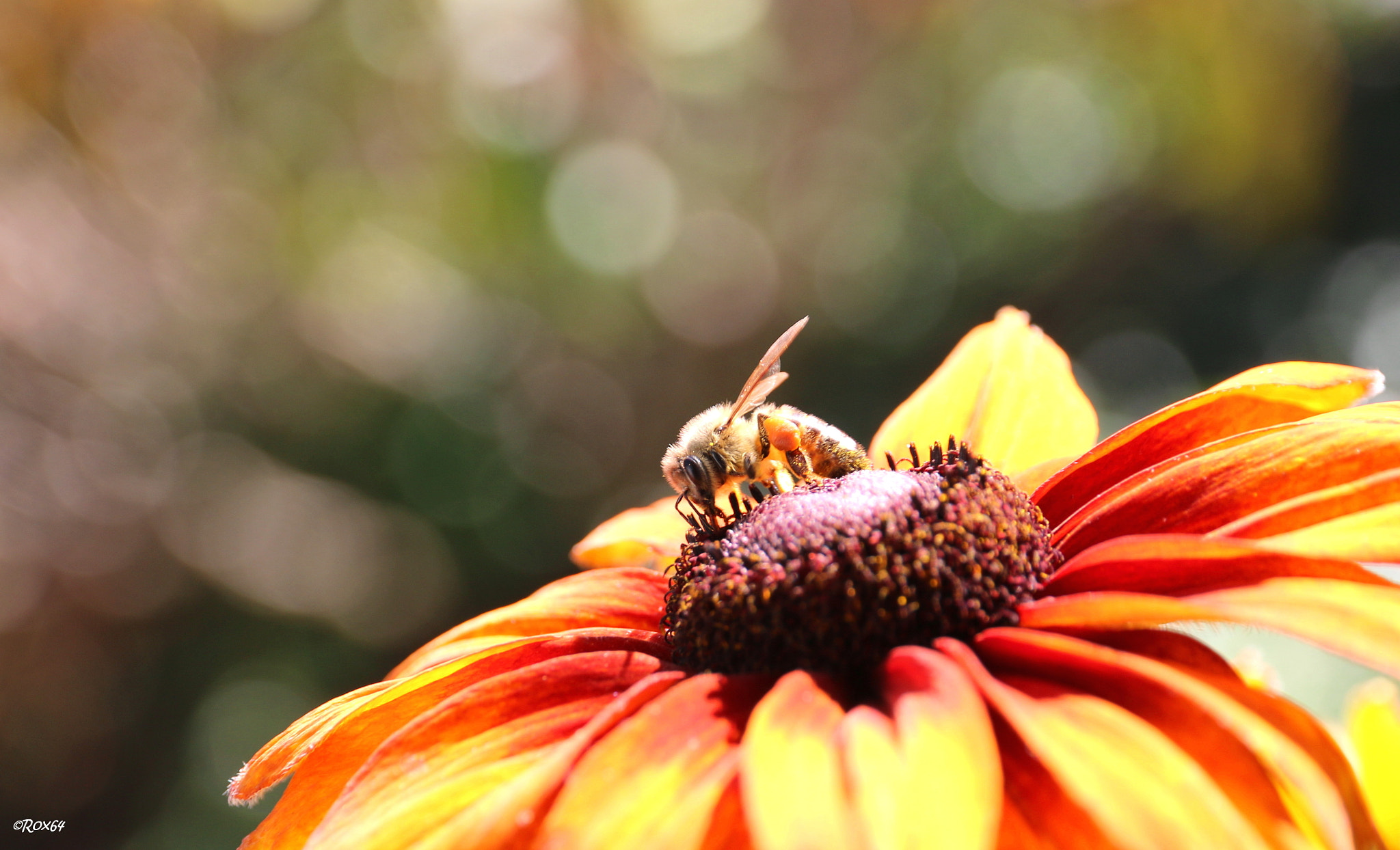 Canon EF-S 15-85mm F3.5-5.6 IS USM sample photo. Coneflower & bee photography