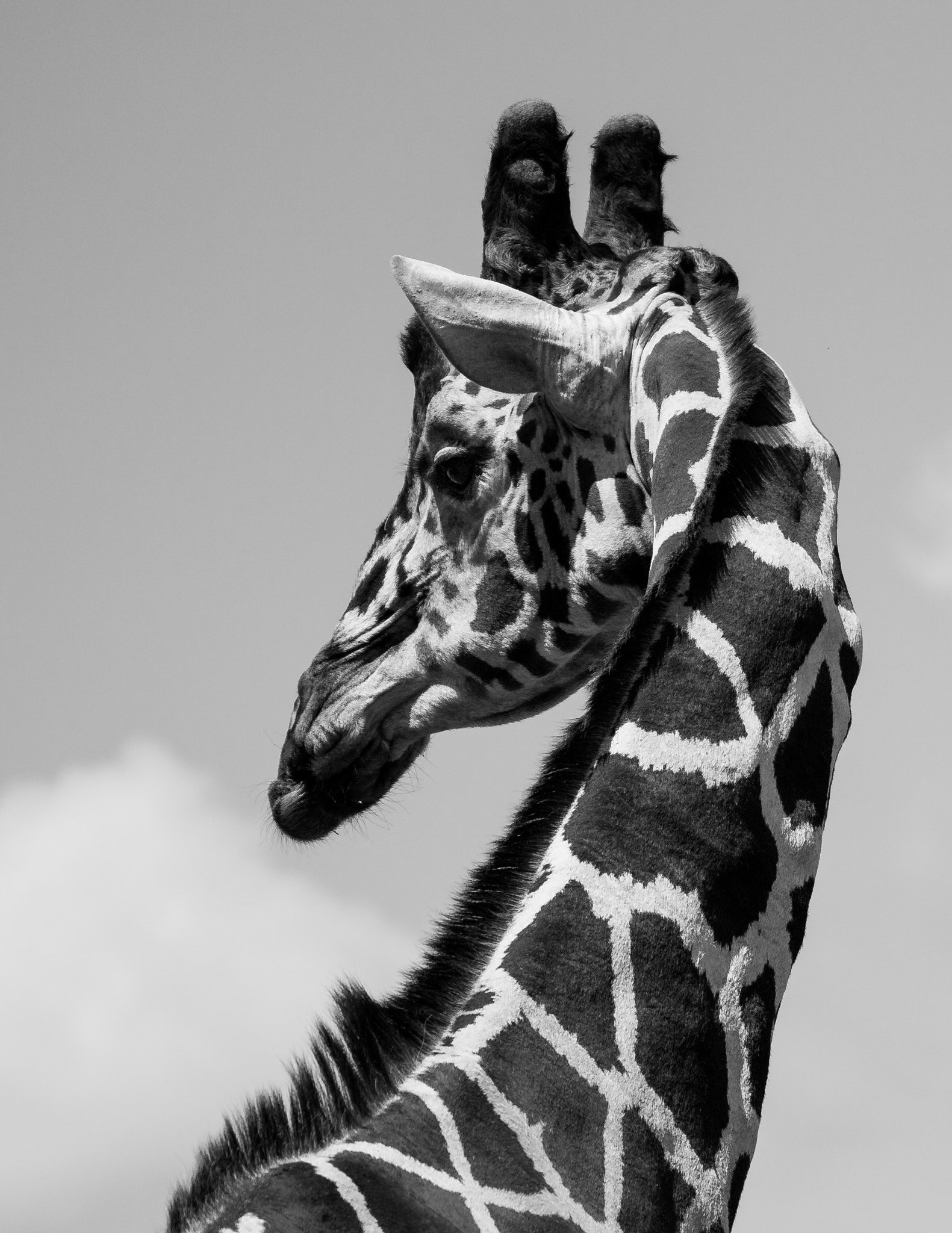 Canon EOS 70D sample photo. Giraffe portrait photography