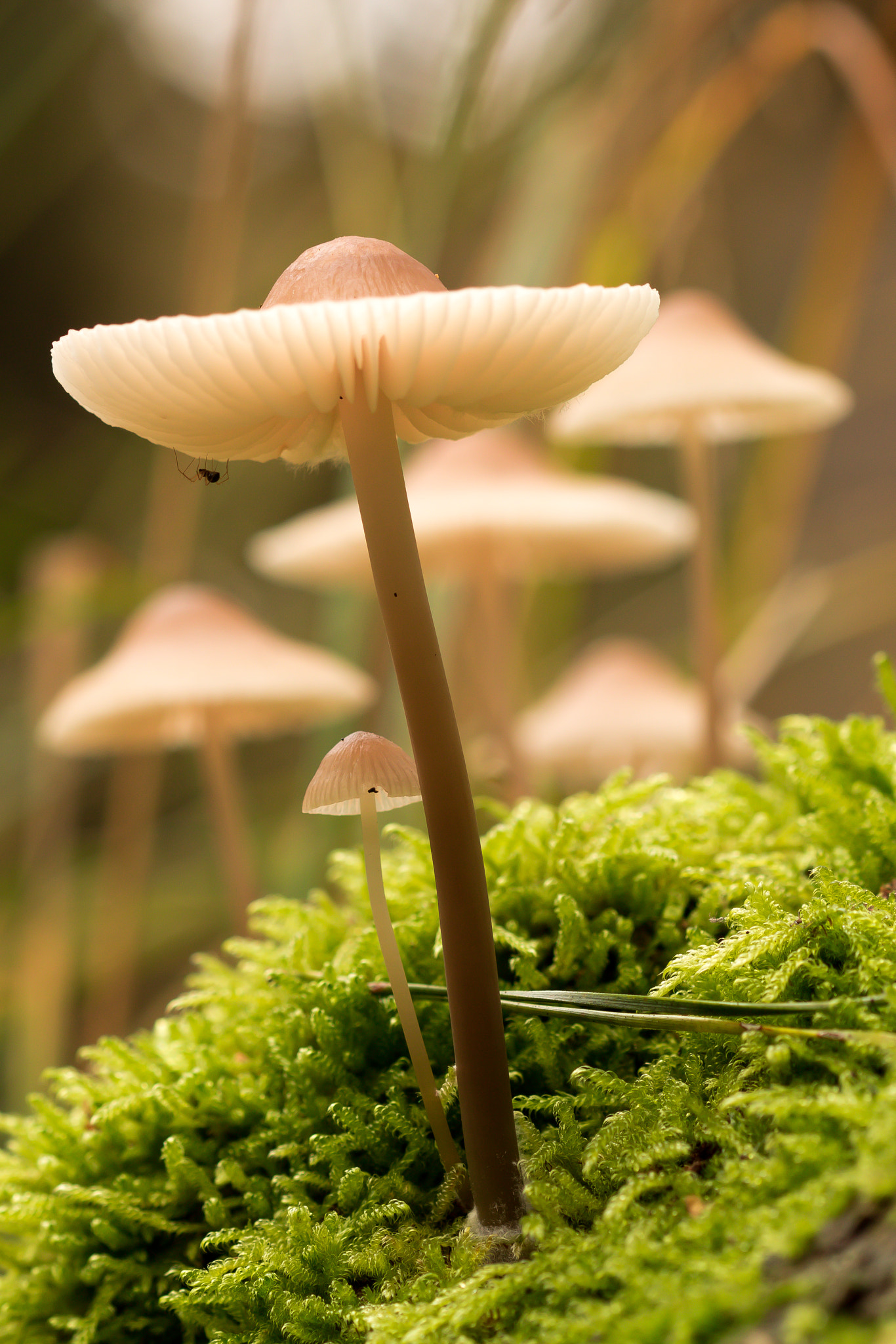 Canon EF 100mm F2.8 Macro USM sample photo. Mushrooms oisterwijk photography