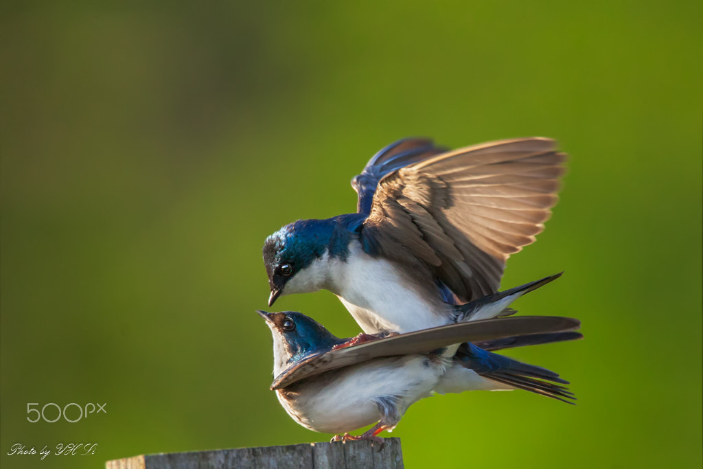 Canon EOS 5D Mark II + 150-600mm F5-6.3 DG OS HSM | Sports 014 sample photo. 树燕（tree swallow） photography