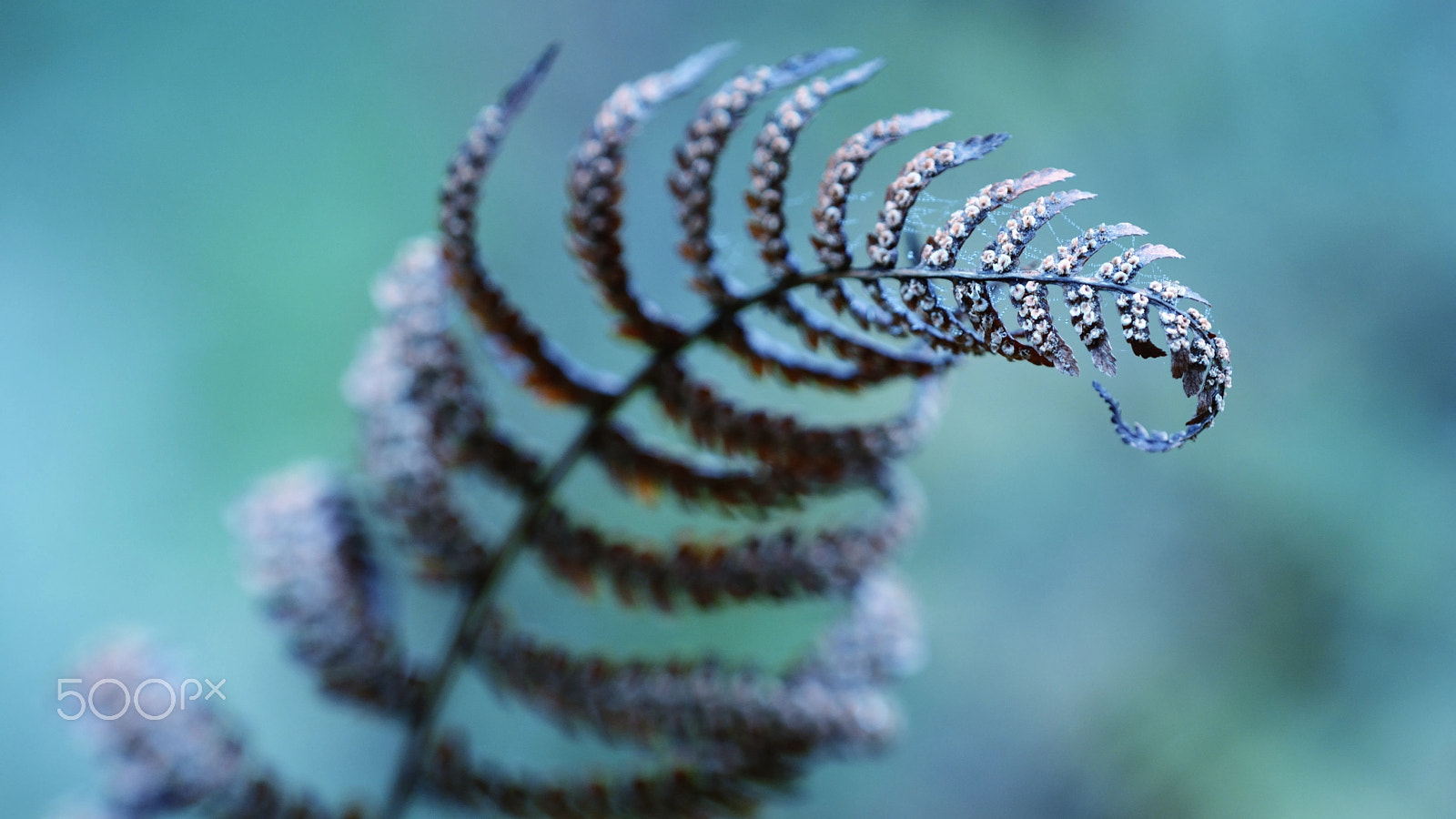 Nikon D7100 + Nikon AF Micro-Nikkor 200mm F4D ED-IF sample photo. Fern frond photography
