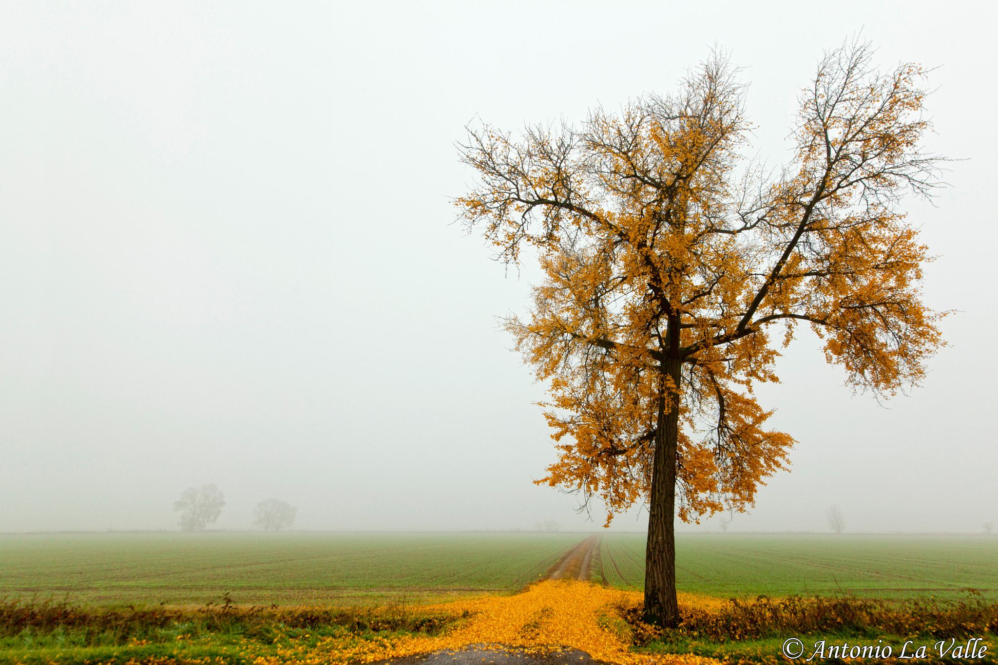 Canon EOS 5D Mark II + Sigma 12-24mm F4.5-5.6 II DG HSM sample photo. Autunno photography