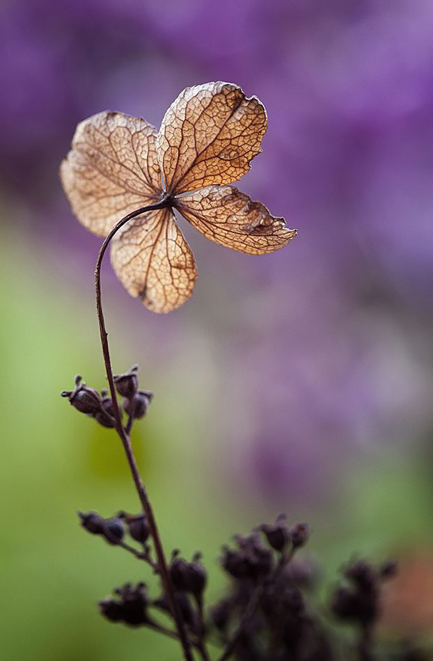 Canon EF 100mm F2.8 Macro USM sample photo. ... photography