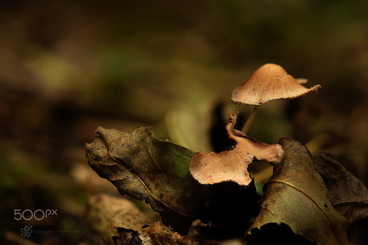 Nikon AF-S Micro-Nikkor 60mm F2.8G ED sample photo. An investment in knowledge pays the best interest. (b.franklin) photography