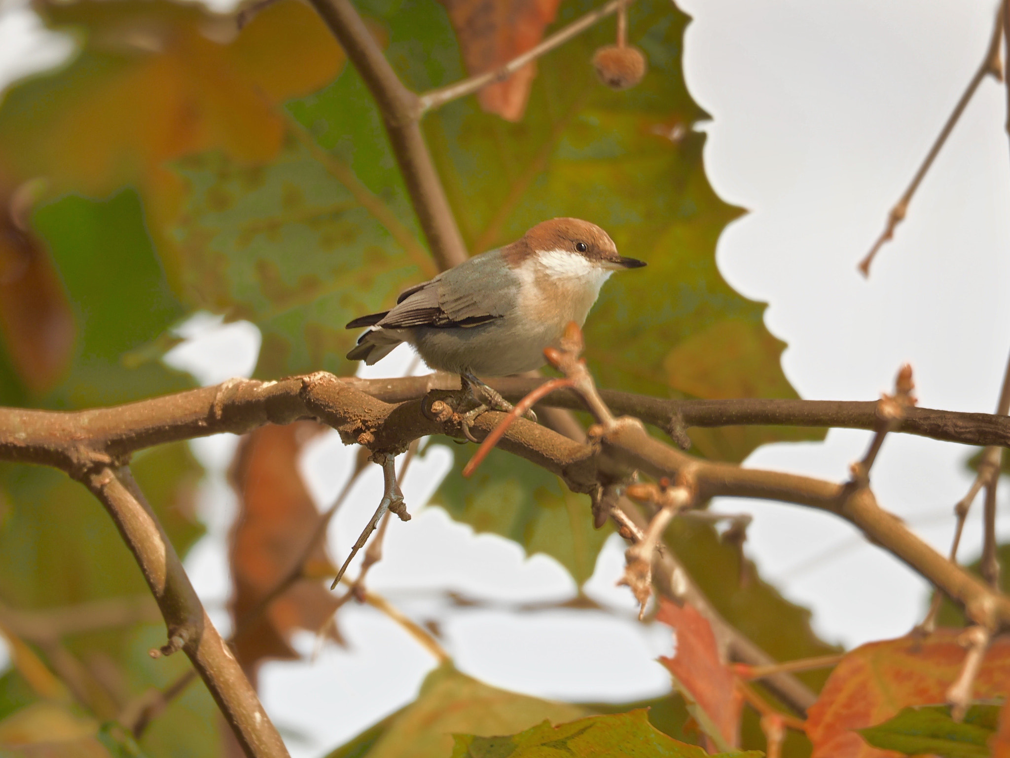 Olympus OM-D E-M5 II sample photo. Brown-headed nuthatch photography