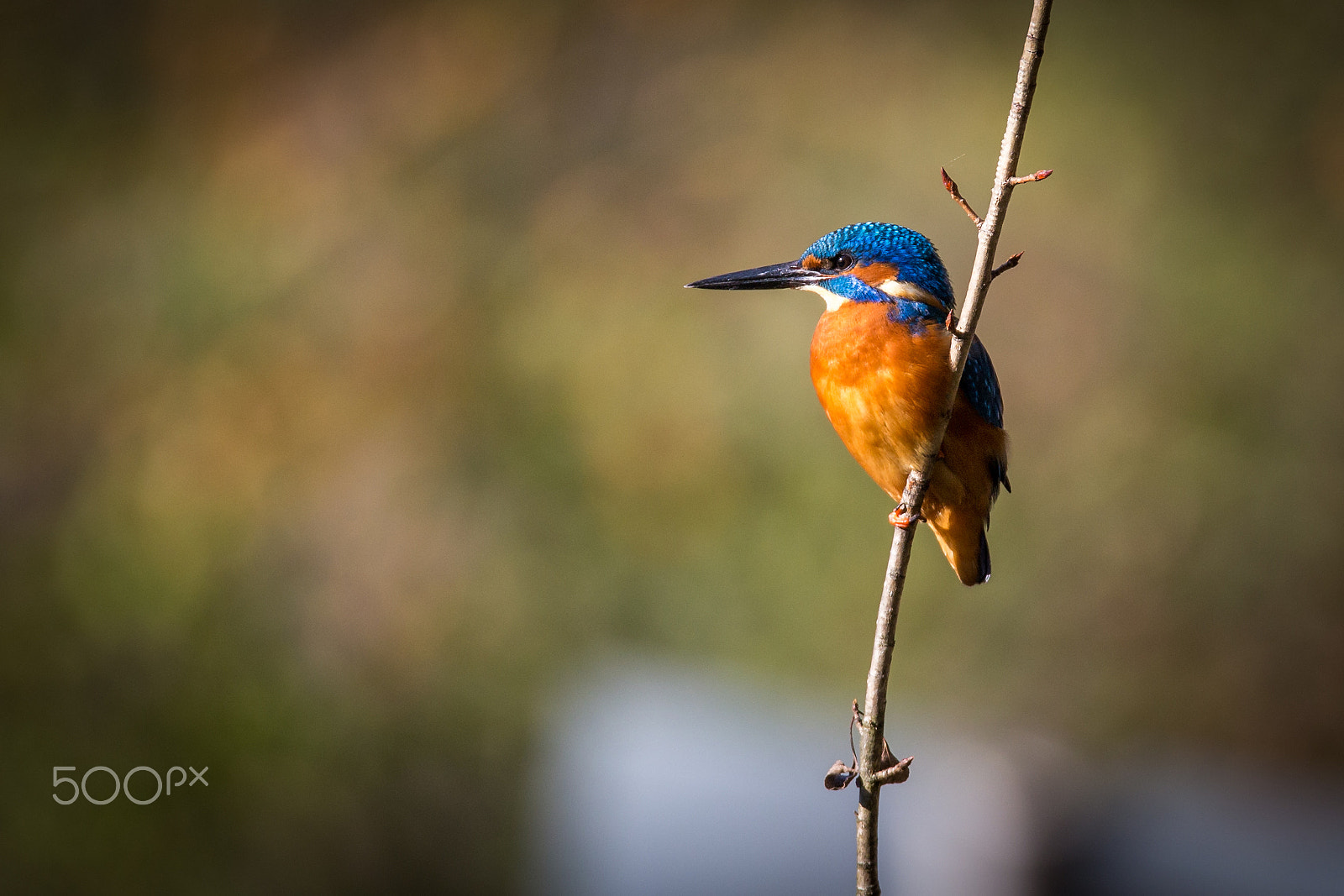150-600mm F5-6.3 DG OS HSM | Sports 014 sample photo. Kingfisher in sunlight in beautiful color blue and brown photography
