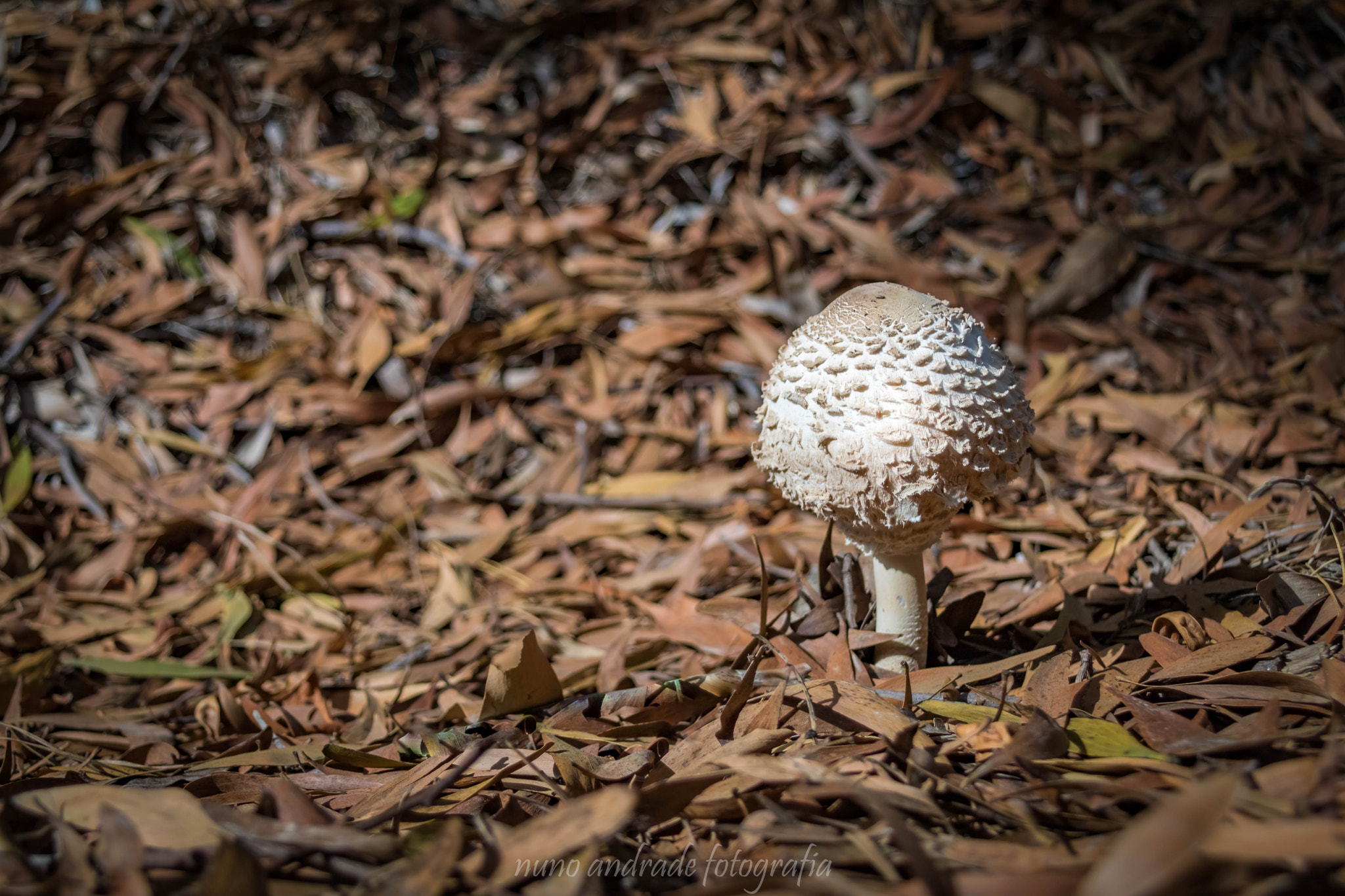 Canon EOS 760D (EOS Rebel T6s / EOS 8000D) + Canon TS-E 90mm F2.8 Tilt-Shift sample photo. Lonely photography