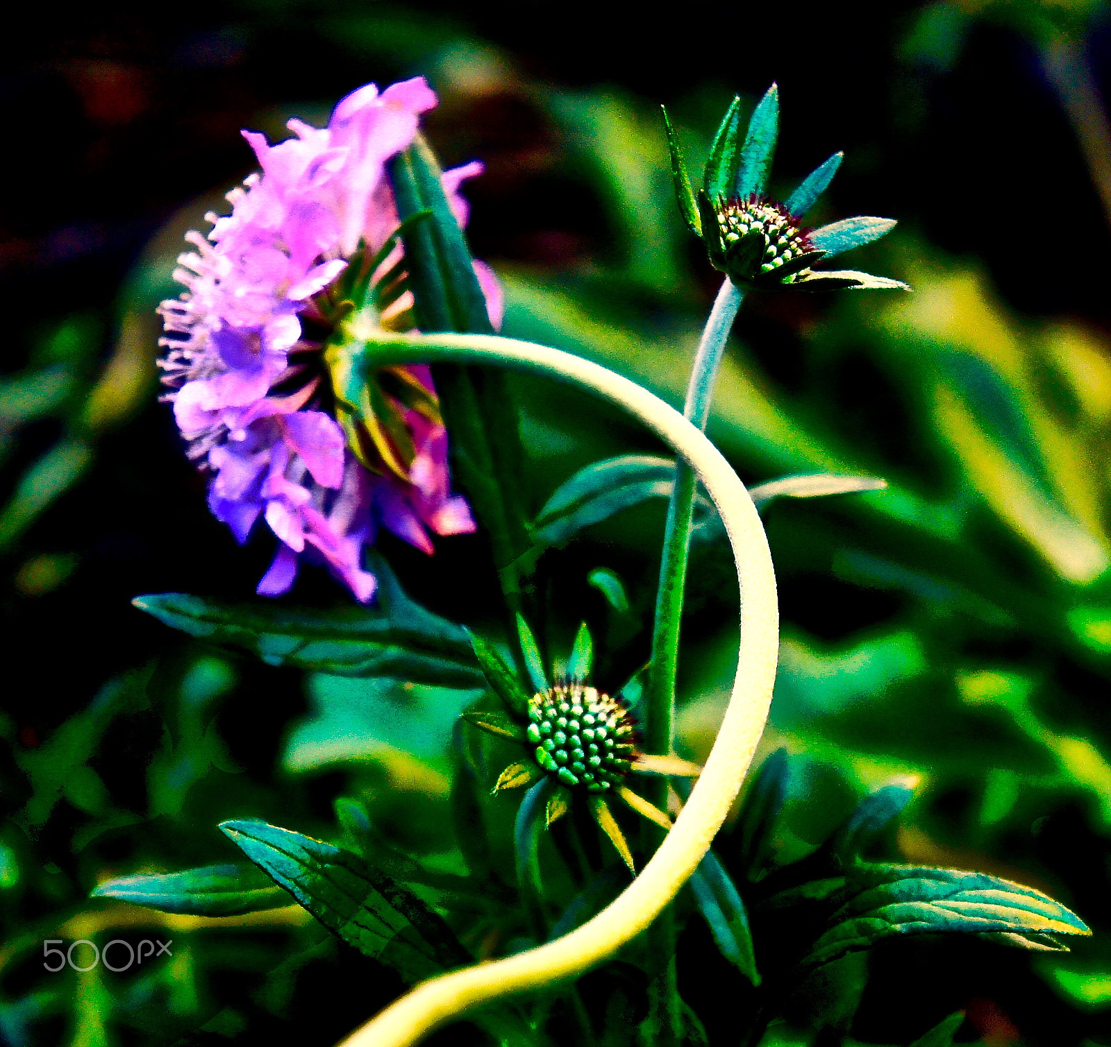 Sony Alpha NEX-3 sample photo. Scabiosa photography