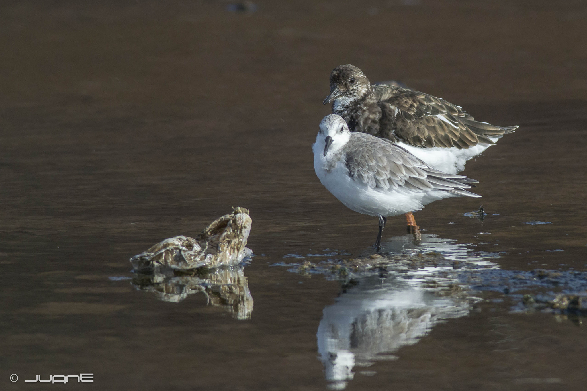 300mm f/4D sample photo. Correlimo tridactilo y vuelvepiedras. photography