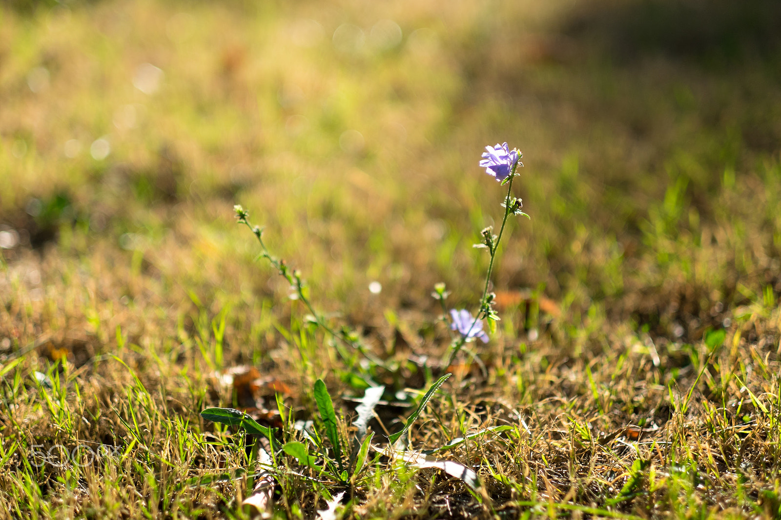 Fujifilm XF 56mm F1.2 R sample photo. Lone flower growing photography