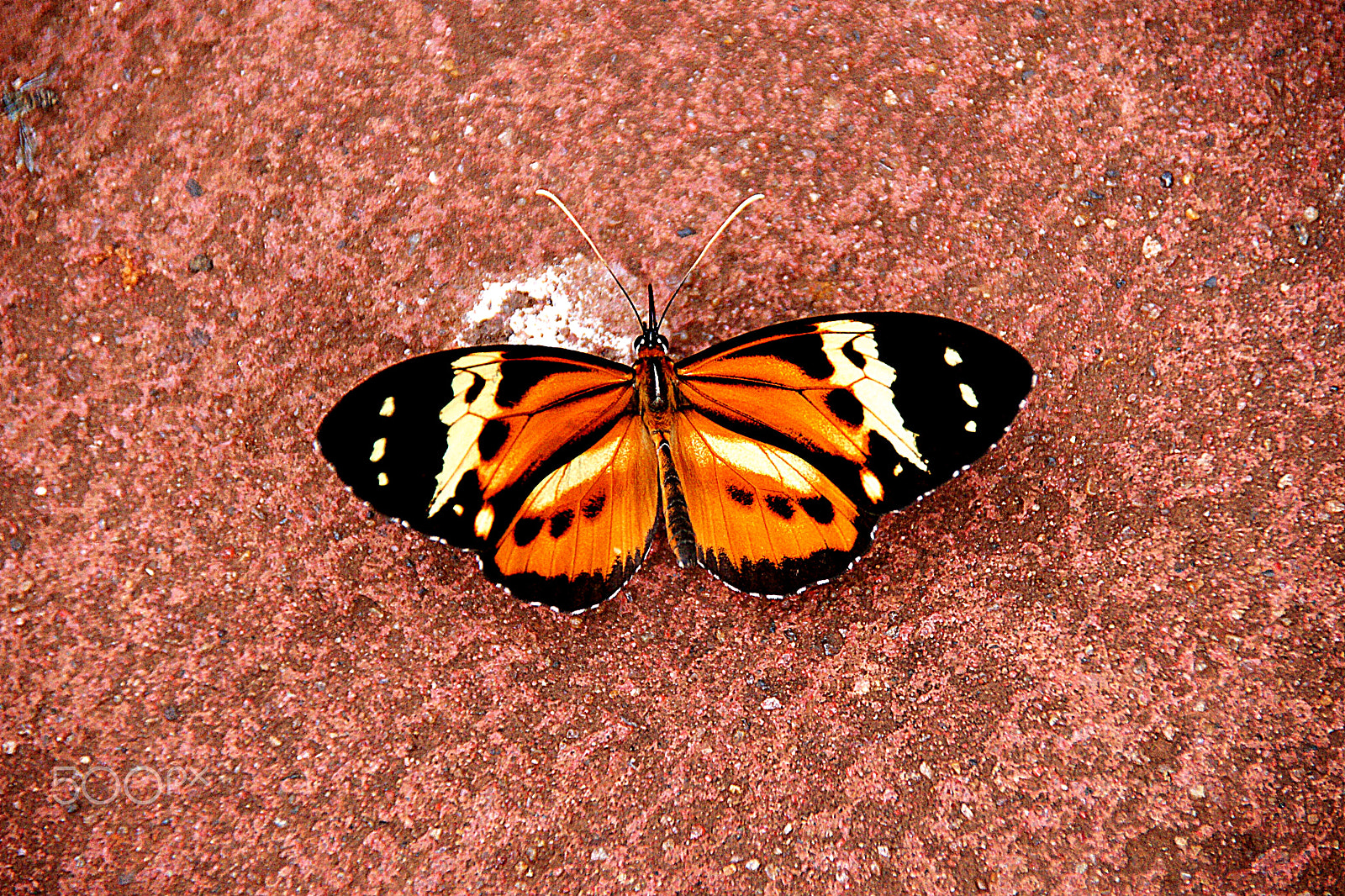 Sony DT 18-250mm F3.5-6.3 sample photo. Mariposa photography